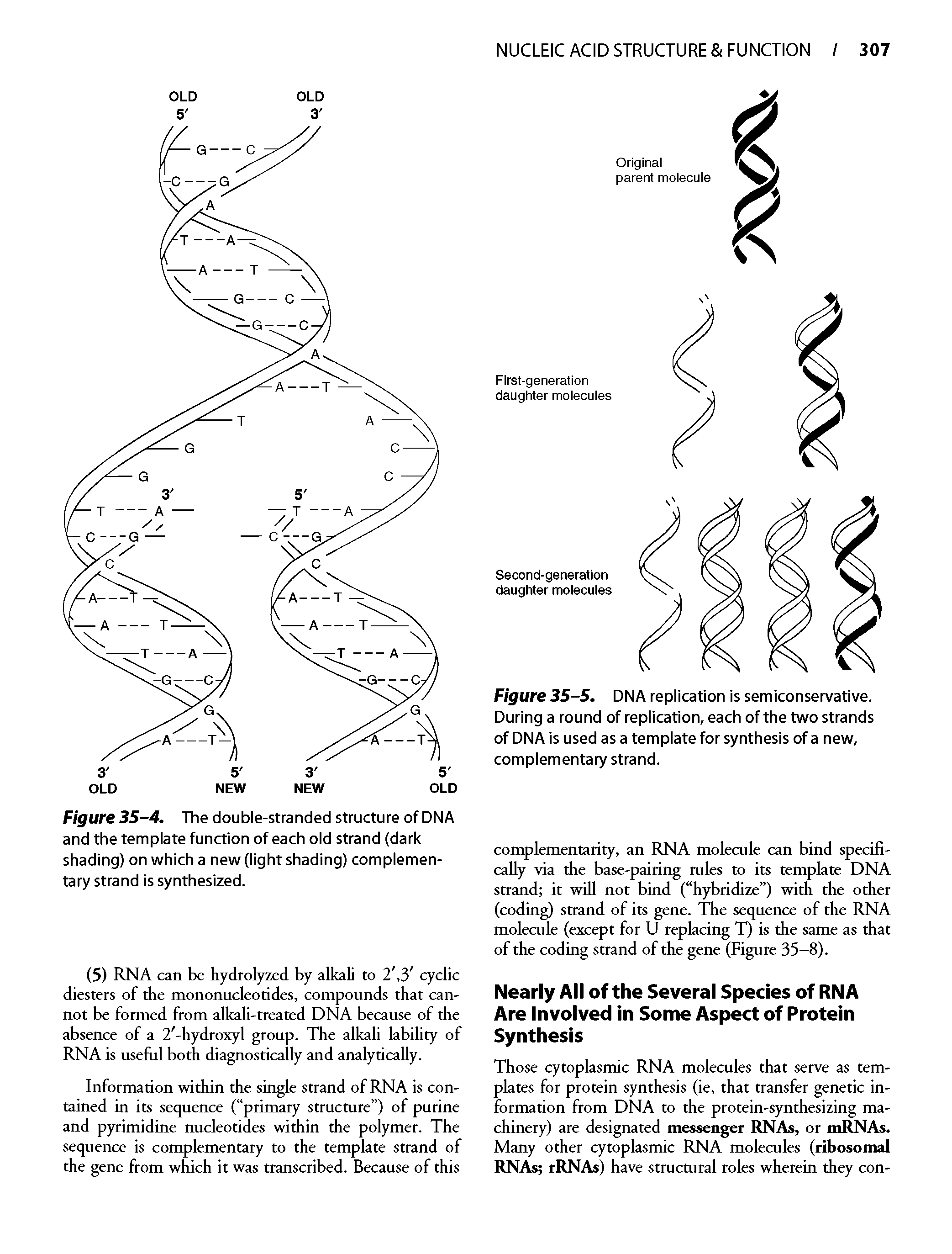 Figure 35-5. DNA replication is semiconservative. During a round of replication, each of the two strands of DNA is used as a template for synthesis of a new, complementary strand.