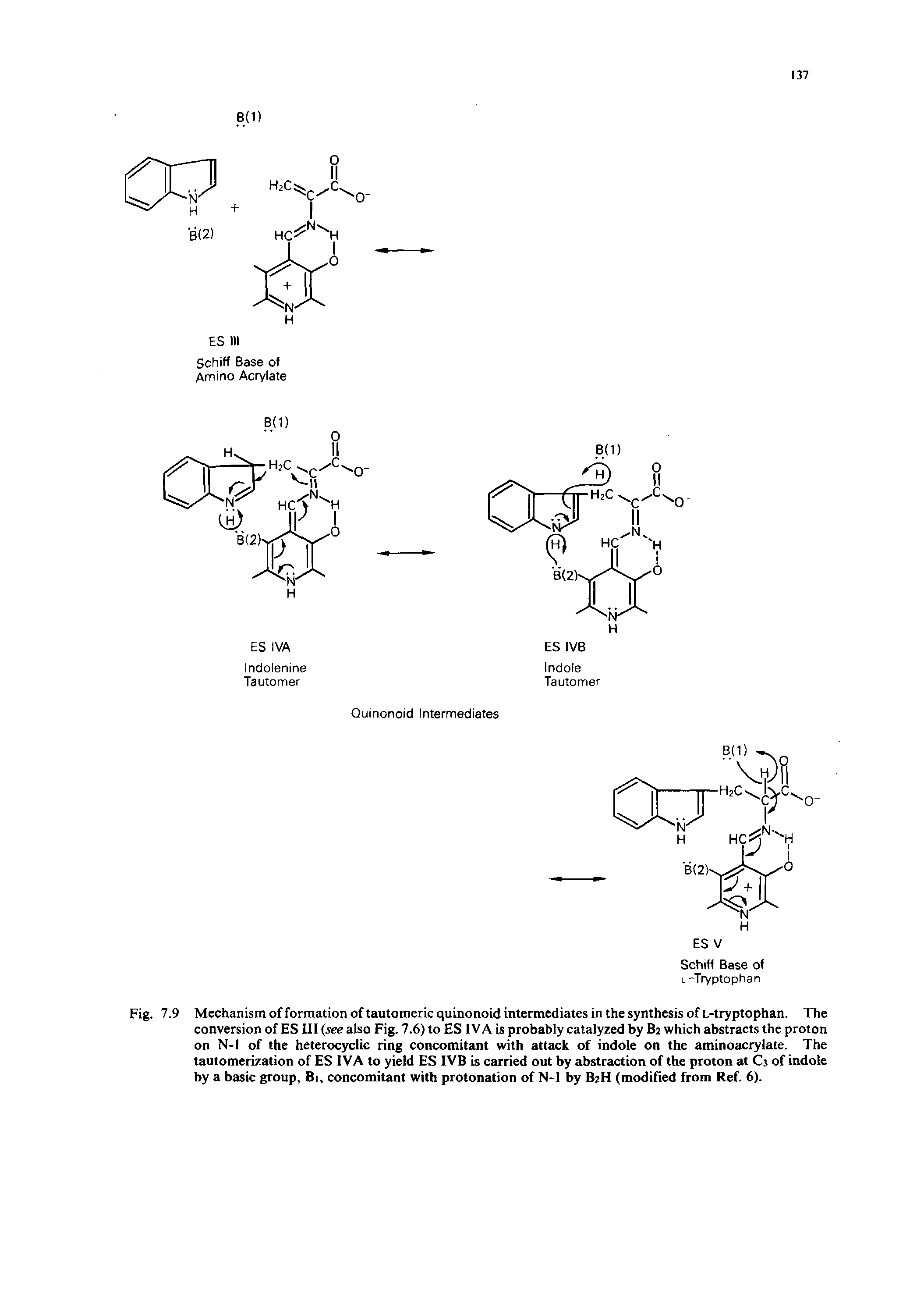 Fig. 7.9 Mechanism of formation of tautomeric quinonoid intermediates in the synthesis of L-tryptophan. The conversion of ES III (see also Fig. 7.6) to ES IVA is probably catalyzed by B2 which abstracts the proton on N-l of the heterocyclic ring concomitant with attack of indole on the aminoacrylate. The tautomerization of ES IVA to yield ES IVB is carried out by abstraction of the proton at C3 of indole by a basic group, Bi, concomitant with protonation of N-l by B2H (modified from Ref. 6).
