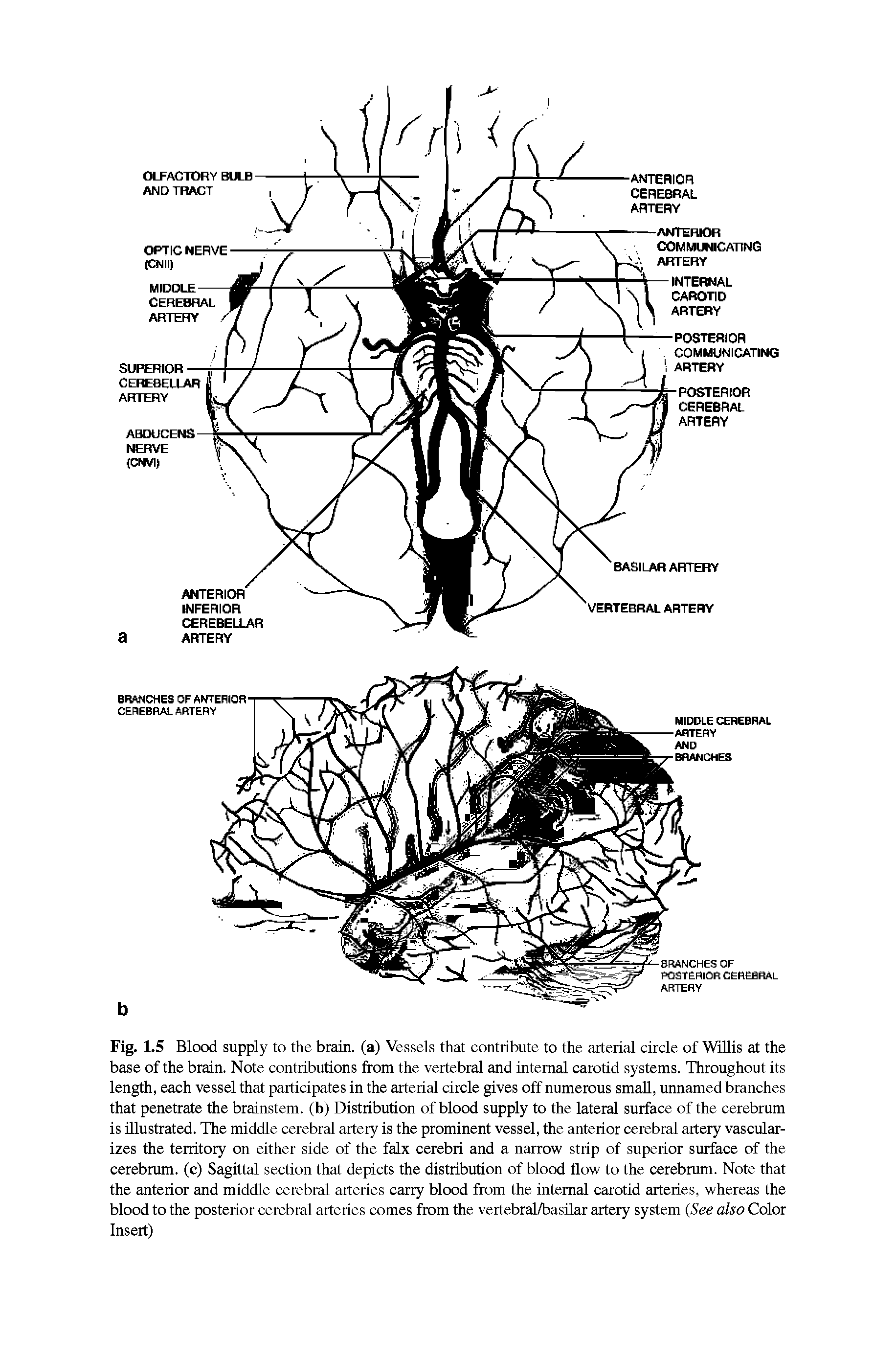 Fig. 1.5 Blood supply to the brain, (a) Vessels that contribute to the arterial circle of WrUis at the base of the brain. Note contributions from the vertebral and internal carotid systems. Throughout its length, each vessel that participates in the arterial circle gives off nrtmerous small, tmnamed branches that penetrate the brainstem, (b) Distribution of blood supply to the lateral surface of the cerebrum is illustrated. The middle cerebral artery is the prominent vessel, the anterior cerebral artery vascularizes the territory on either side of the falx cerebri and a narrow strip of superior surface of the cerebrum, (c) Sagittal section that depicts the distribution of blood flow to the cerebrum. Note that the anterior and middle cerebral arteries carry blood from the internal carotid arteries, whereas the blood to the posterior cerebral arteries comes from the vertebral/basilar artery system (See also Color Insert)...