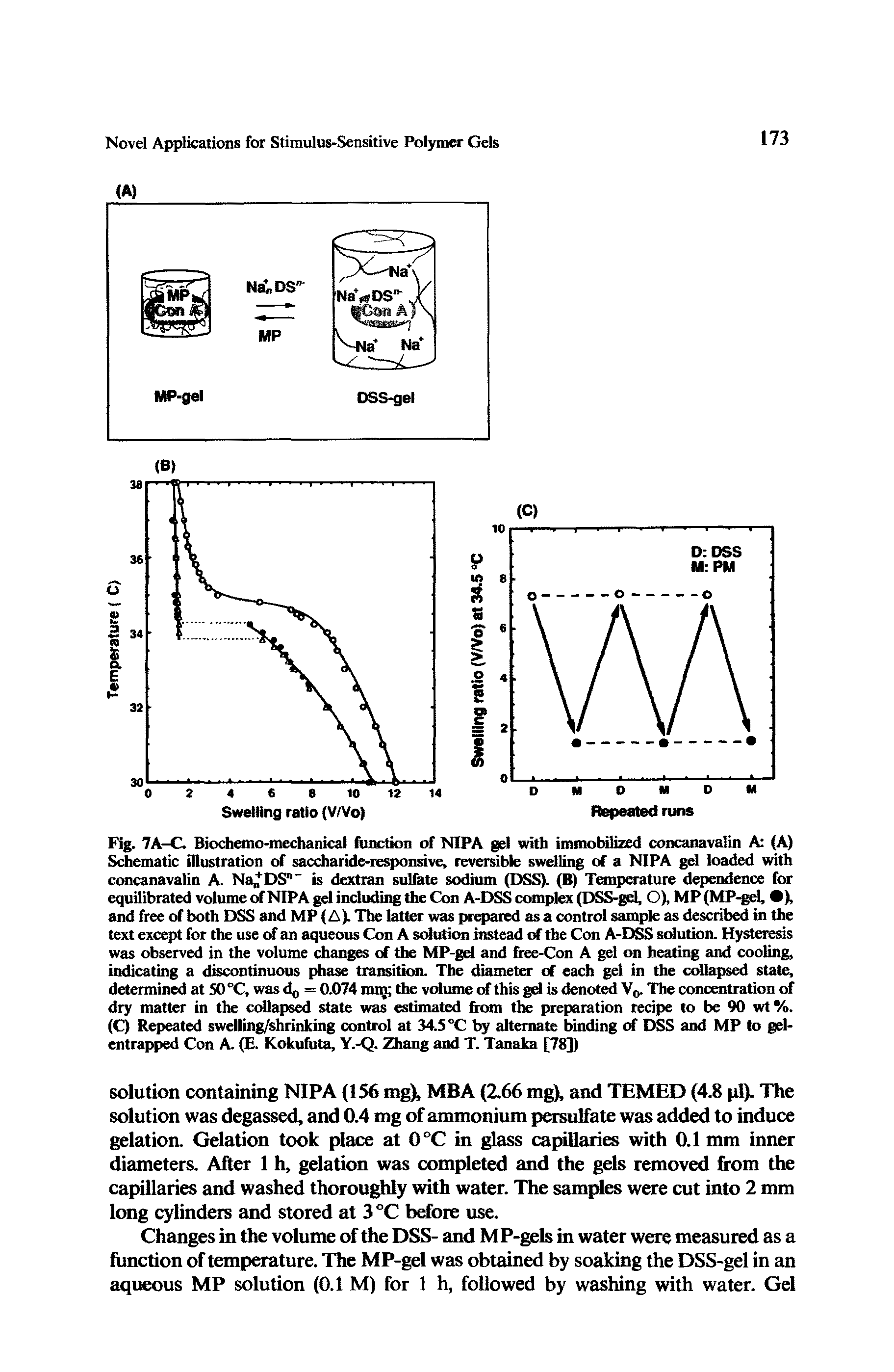 Fig. 7A—C. Biochemo-mechanical function of NIPA gel with immobilized concanavalin A (A) Schematic illustration of saccharide-responsive, reversible swelling of a NIPA gel loaded with concanavalin A. Na DS"- is dextran sulfate sodium (DSS). (B) Temperature dependence for equilibrated volume of NIPA gel including the Con A-DSS complex (DSS-gel, O), MP (MP-gel, ), and free of both DSS and MP (A). The latter was prepared as a control sample as described in the text except for the use of an aqueous Con A solution instead of the Con A-DSS solution. Hysteresis was observed in the volume changes of the MP-gel and free-Con A gel on heating and cooling, indicating a discontinuous phase transition. The diameter of each gel in the collapsed state, determined at 50 °C, was d0 = 0.074 mm the volume of this gel is denoted Vp. The concentration of dry matter in the collapsed state was estimated from the preparation recipe to be 90 wt%. (C) Repeated swelling/shrinking control at 34.5 °C by alternate binding of DSS and MP to gel-entrapped Con A. (E. Kokufuta, Y.-Q. Zhang and T. Tanaka [78])...
