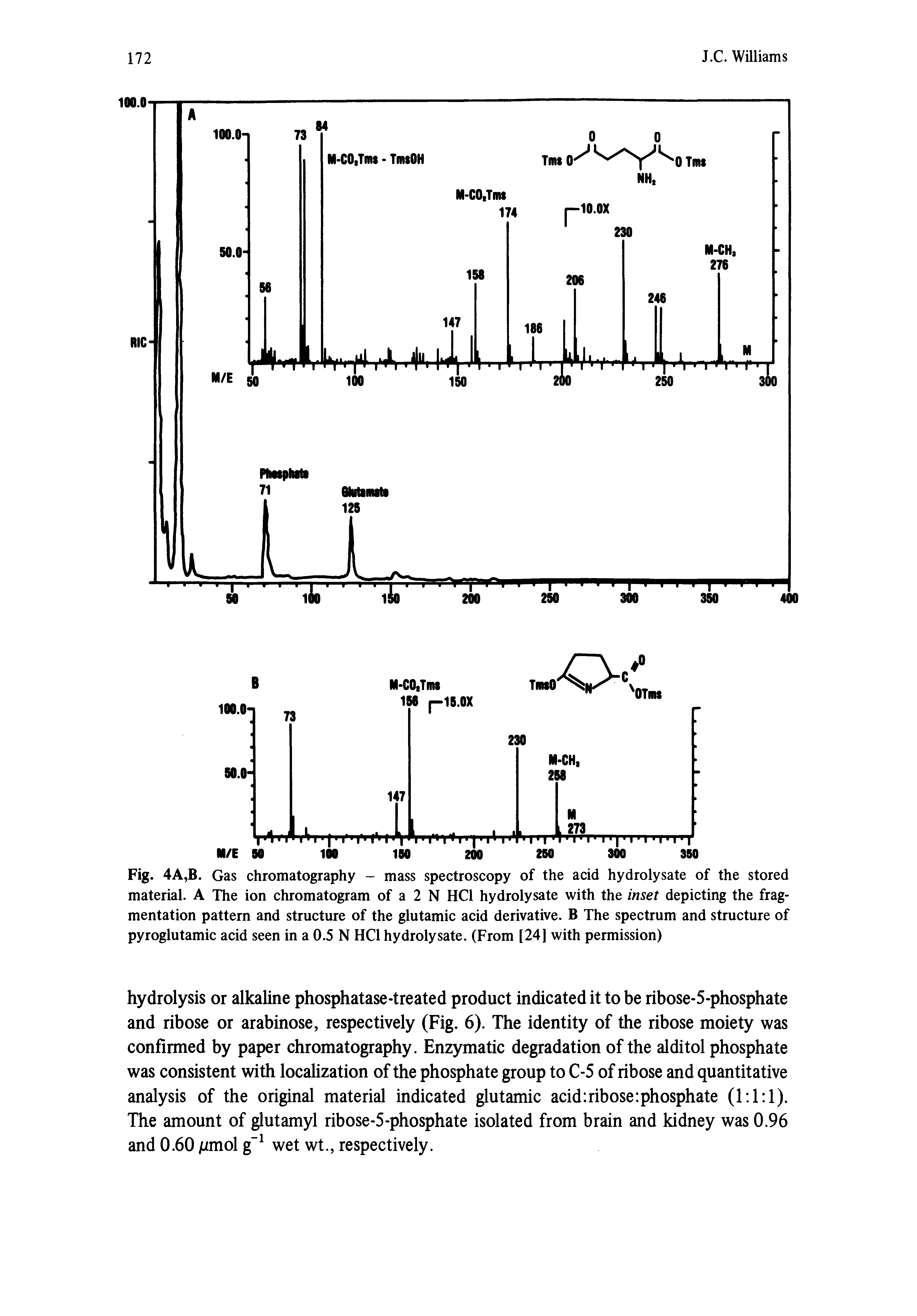 Fig. 4A,B. Gas chromatography - mass spectroscopy of the acid hydrolysate of the stored material. A The ion chromatogram of a 2 N HCl hydrolysate with the inset depicting the fragmentation pattern and structure of the glutamic acid derivative. B The spectrum and structure of pyroglutamic acid seen in a 0.5 N HCl hydrolysate. (From [24] with permission)...