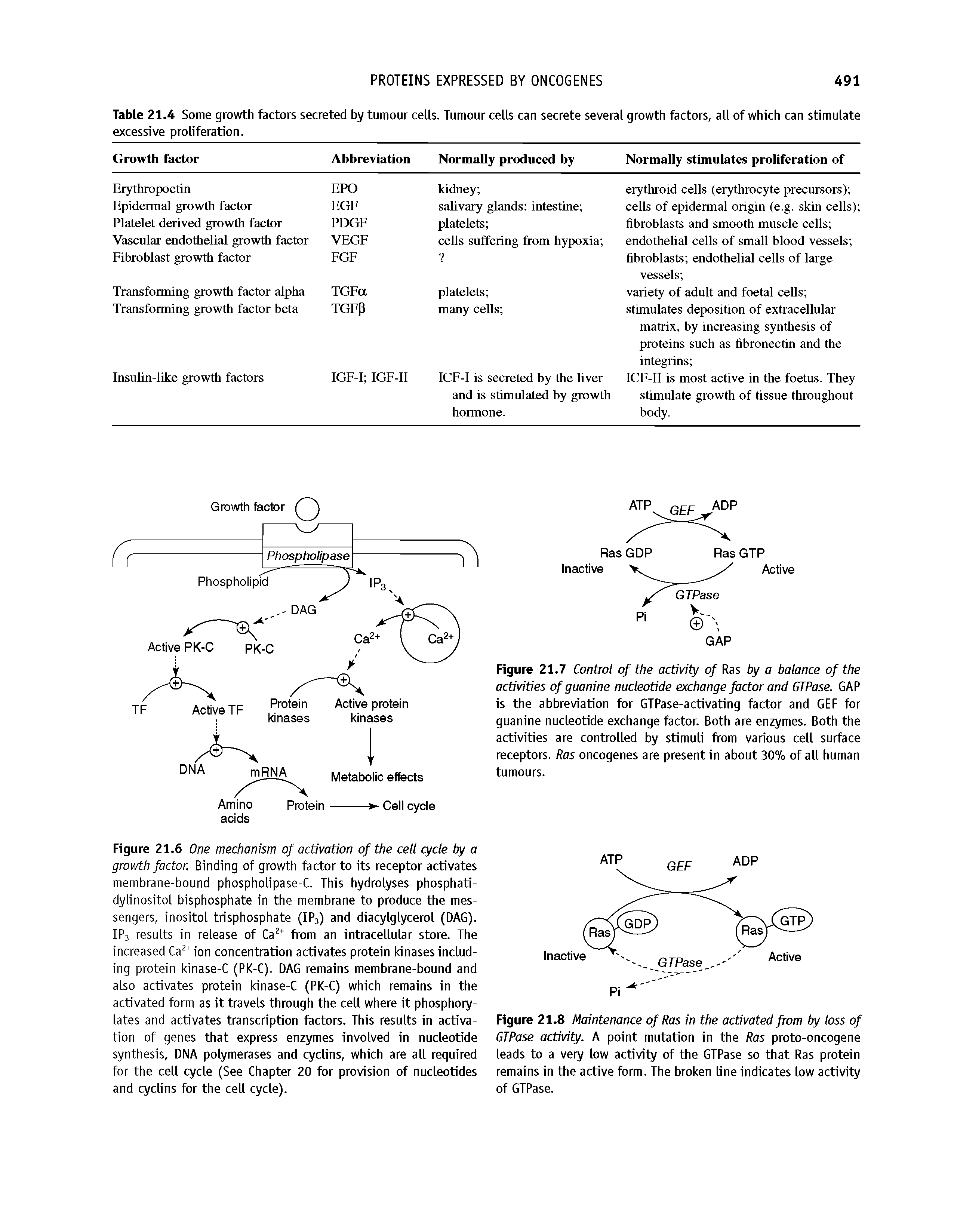 Figure 21.6 One mechanism of activation of the cell cycle by a growth factor. Binding of growth factor to its receptor activates membrane-bound phospholipase-C. This hydrolyses phosphati-dylinositol bisphosphate in the membrane to produce the messengers, inositol trisphosphate (IP3) and diacylglycerol (DAG). IP3 results in release of Ca from an intracellular store. The increased Ca + ion concentration activates protein kinases including protein kinase-C (PK-C). DAG remains membrane-bound and also activates protein kinase-C (PK-C) which remains in the activated form as it travels through the cell where it phosphory-lates and activates transcription factors. This results in activation of genes that express enzymes involved in nucleotide synthesis, DNA polymerases and cyclins, which are all reguired for the cell cycle (See Chapter 20 for provision of nucleotides and cyclins for the cell cycle).