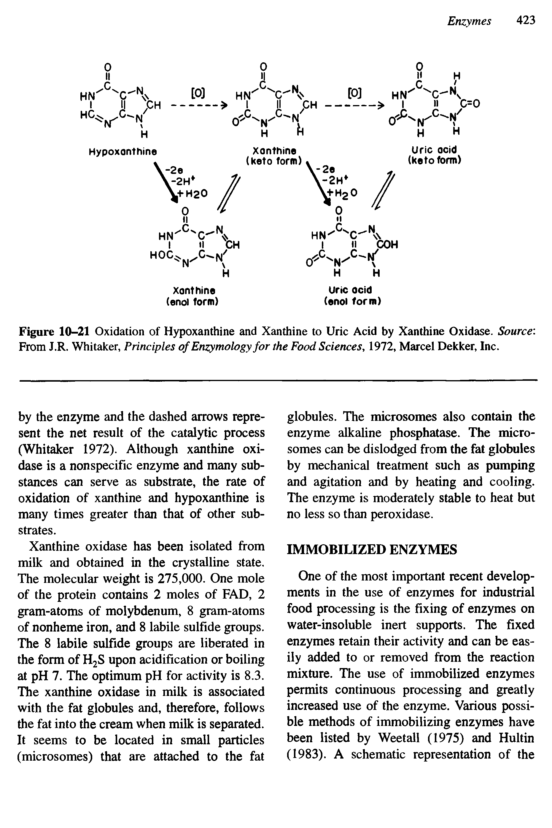 Figure 10-21 Oxidation of Hypoxanthine and Xanthine to Uric Acid by Xanthine Oxidase. Source From J.R. Whitaker, Principles ofEnzymology for the Food Sciences, 1972, Marcel Dekker, Inc.