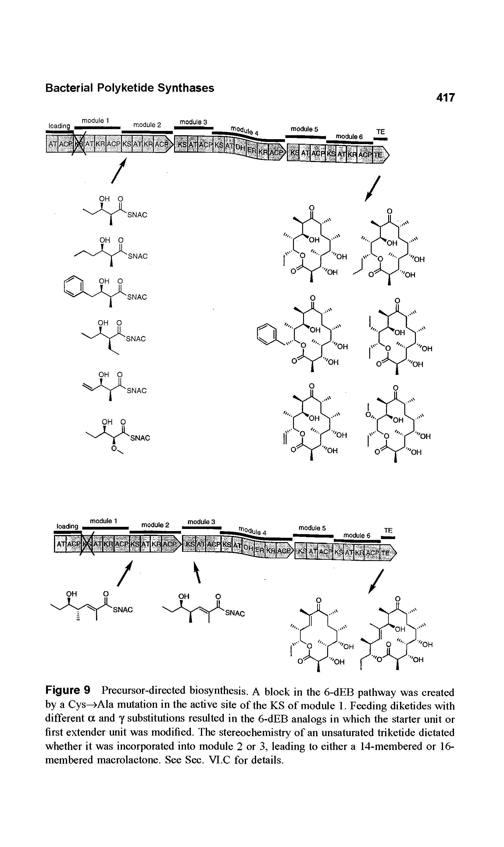 Figure 9 Precursor-directed biosynthesis. A block in the 6-dEB pathway was created by a Cys— Ala mutation in the active site of the KS of module 1. Feeding diketides with different a and j substitutions resulted in the 6-dEB analogs in which the starter unit or first extender unit was modified. The stereochemistry of an unsaturated triketide dictated whether it was incorporated into module 2 or 3, leading to either a 14-membered or 16-membered macrolactone. See Sec. VI.C for details.