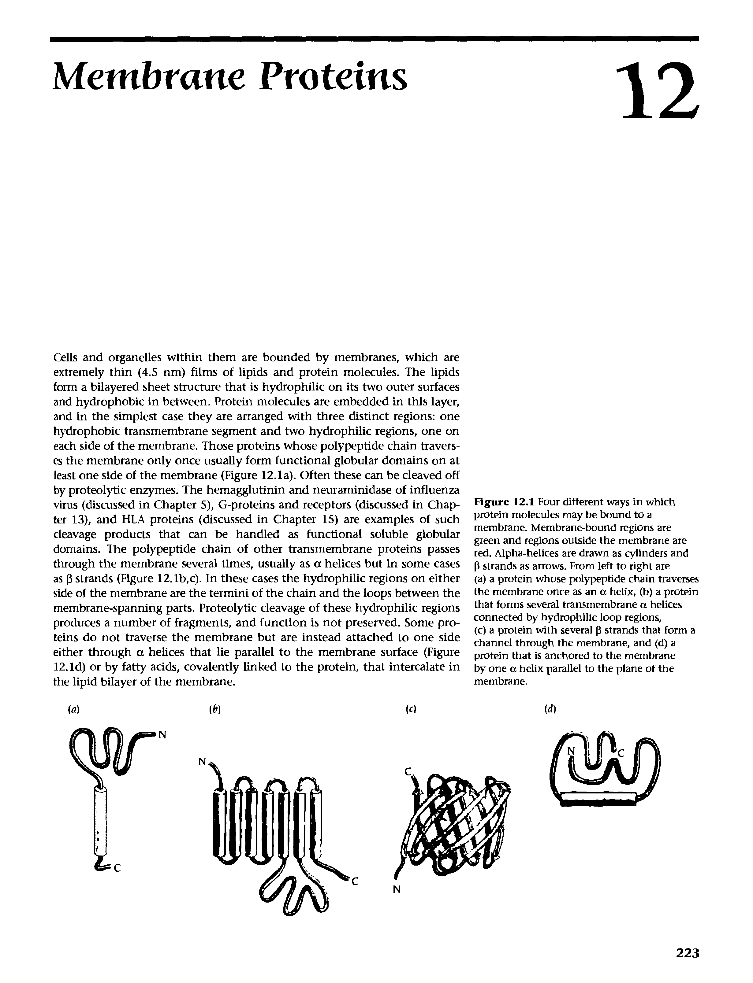 Figure 12.1 Four different ways in which protein molecules may be bound to a membrane. Membrane-bound regions are green and regions outside the membrane are red. Alpha-helices are drawn as cylinders and P strands as arrows. From left to right are (a) a protein whose polypeptide chain traverses the membrane once as an a helix, (b) a protein that forms several transmembrane a helices connected by hydrophilic loop regions,...