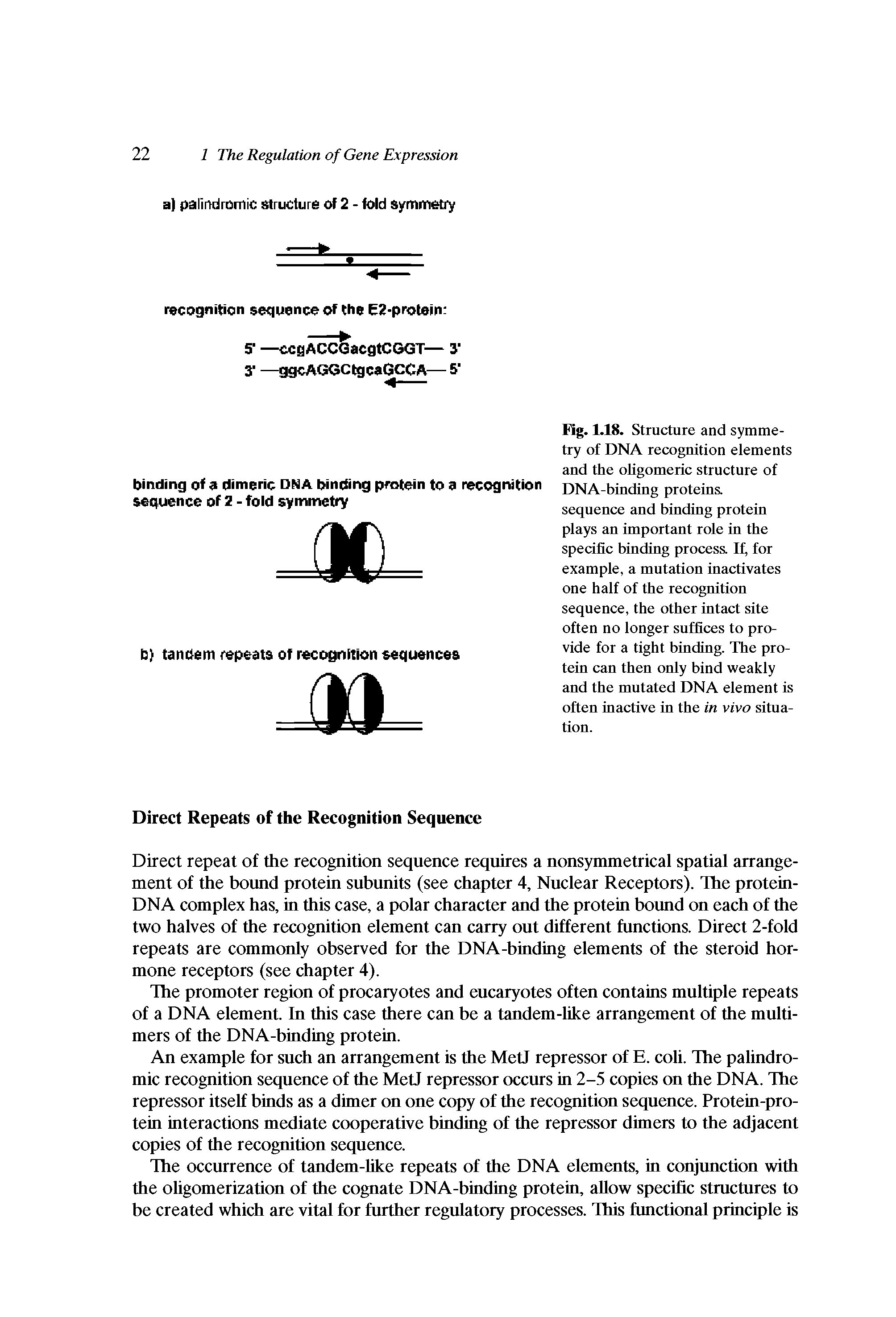 Fig. 1.18. Structure and symmetry of DNA recognition elements and the ohgomeric structure of DNA-binding proteins, sequence and binding protein plays an important role in the specific binding process. If, for example, a mutation inactivates one half of the recognition sequence, the other intact site often no longer suffices to provide for a tight binding. The protein can then only bind weakly and the mutated DNA element is often inactive in the in vivo situation.