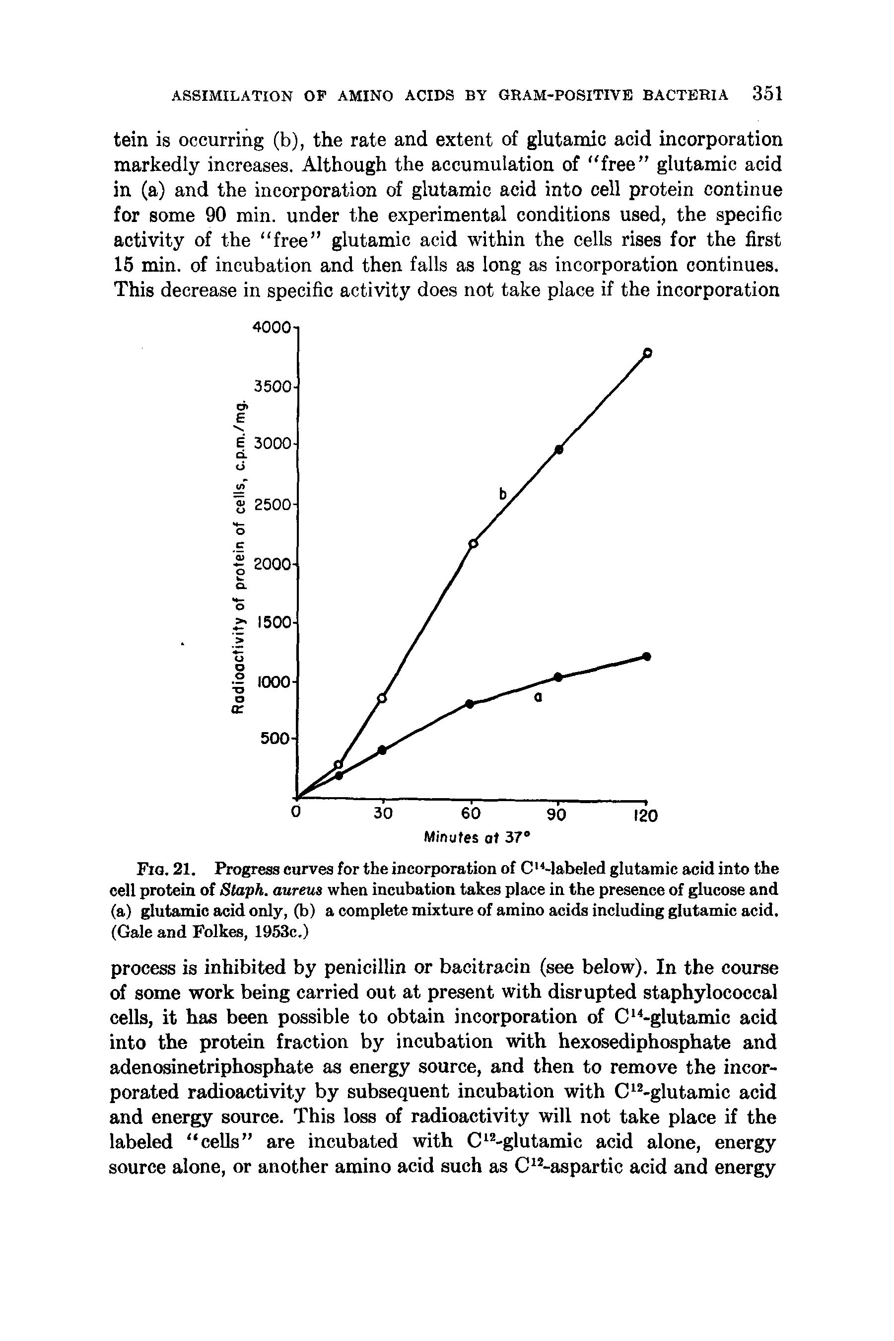 Fig. 21. Progress curves for the incorporation of C Mabeled glutamic acid into the cell protein of Staph, aureus when incubation takes place in the presence of glucose and (a) glutamic acid only, (b) a complete mixture of amino acids including glutamic acid. (Gale and Folkes, 1953c.)...