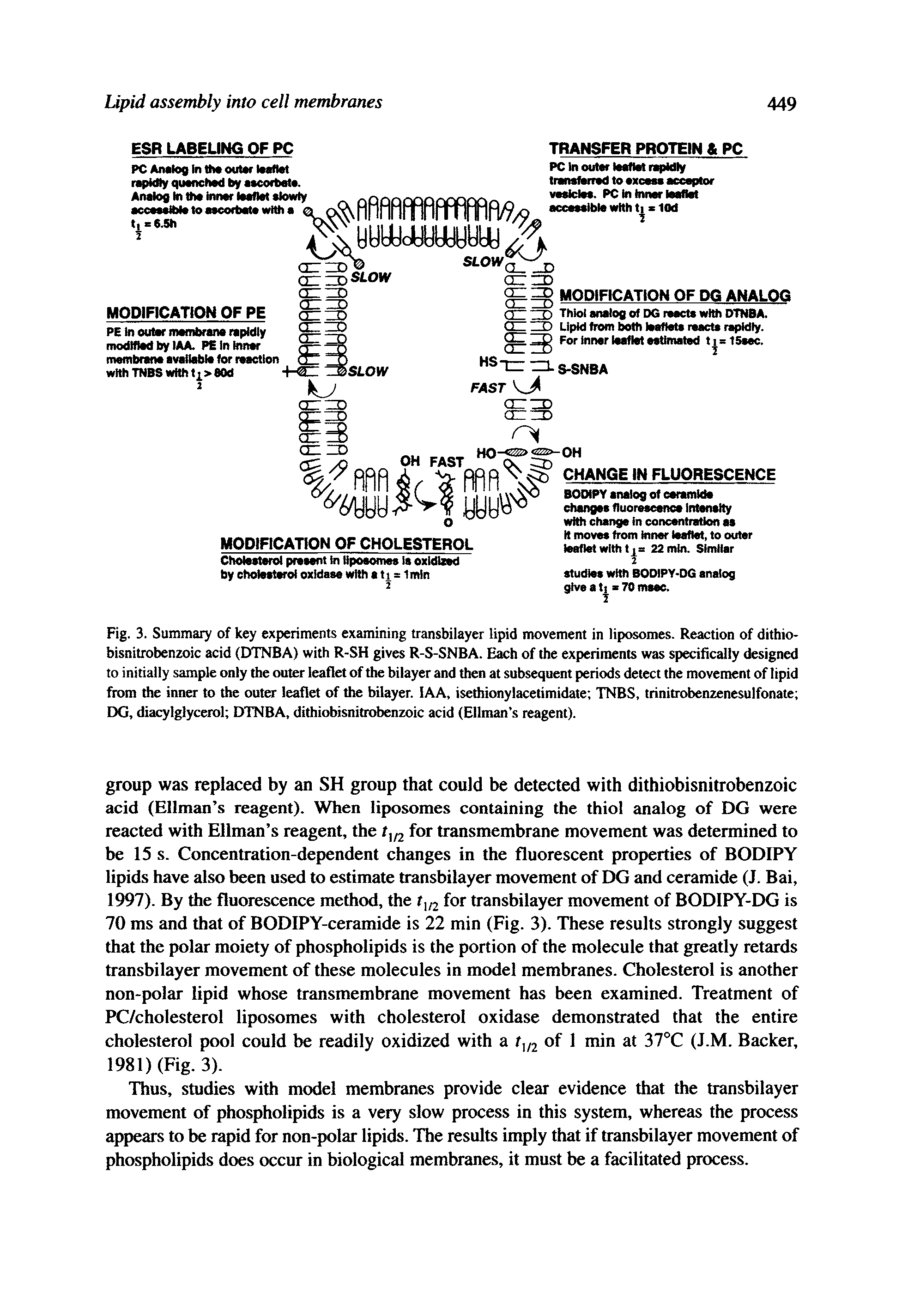 Fig. 3. Summary of key experiments examining transbilayer lipid movement in liposomes. Reaction of dithio-bisnitrobenzoic acid (DTNBA) with R-SH gives R-S-SNBA. Each of the experiments was specifically designed to initially sample only the outer leaflet of the bilayer and then at subsequent periods detect the movement of lipid from the inner to the outer leaflet of the bilayer. lAA, isethionylacetimidate TNBS, trinitrobenzenesulfonate DG, diacylglycerol DTNBA, dithiobisnitrobenzoic acid (Ellman s reagent).