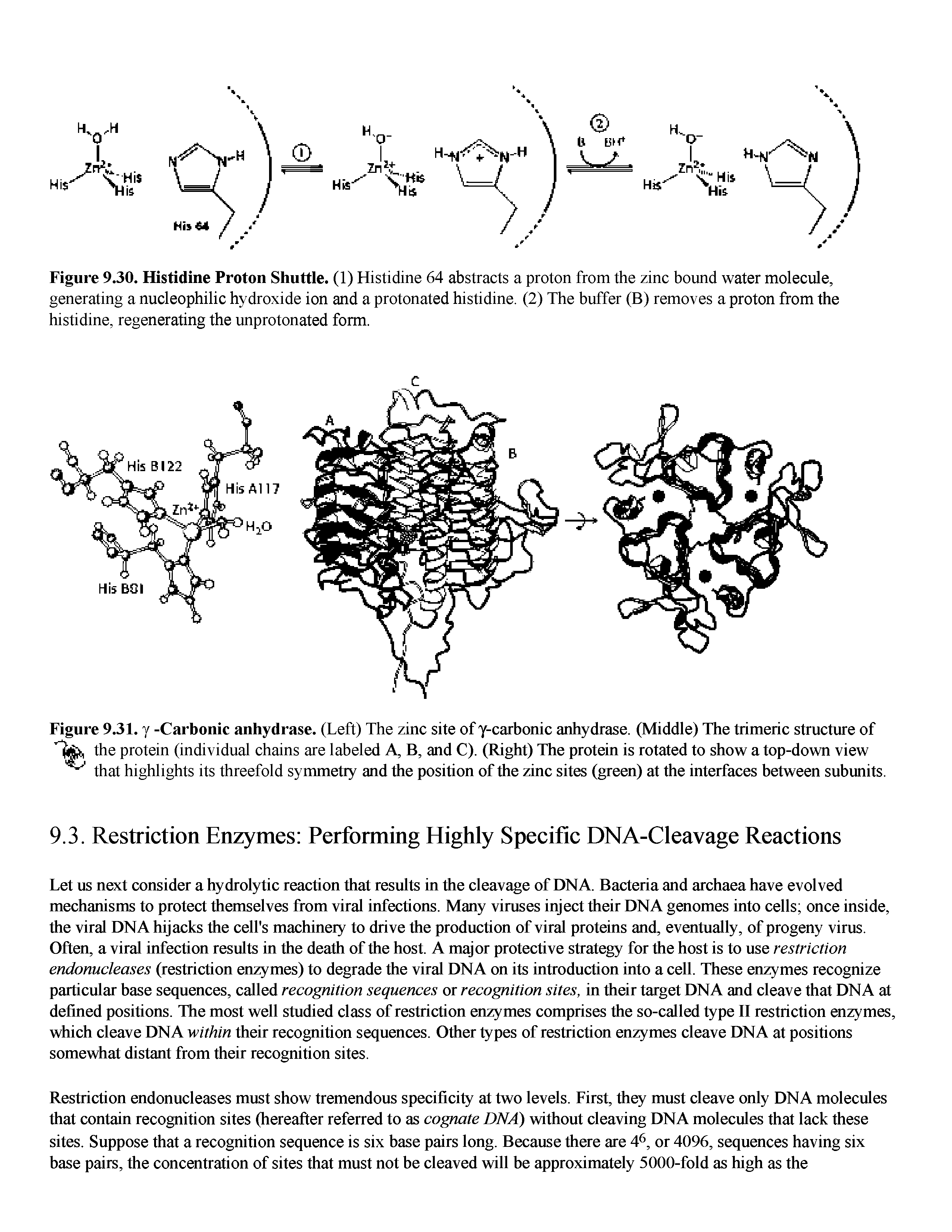 Figure 9.30. Histidine Proton Shuttle. (1) Histidine 64 abstracts a proton from the zinc bound water molecule, generating a nucleophilic hydroxide ion and a protonated histidine. (2) The buffer (B) removes a proton from the histidine, regenerating the unprotonated form.