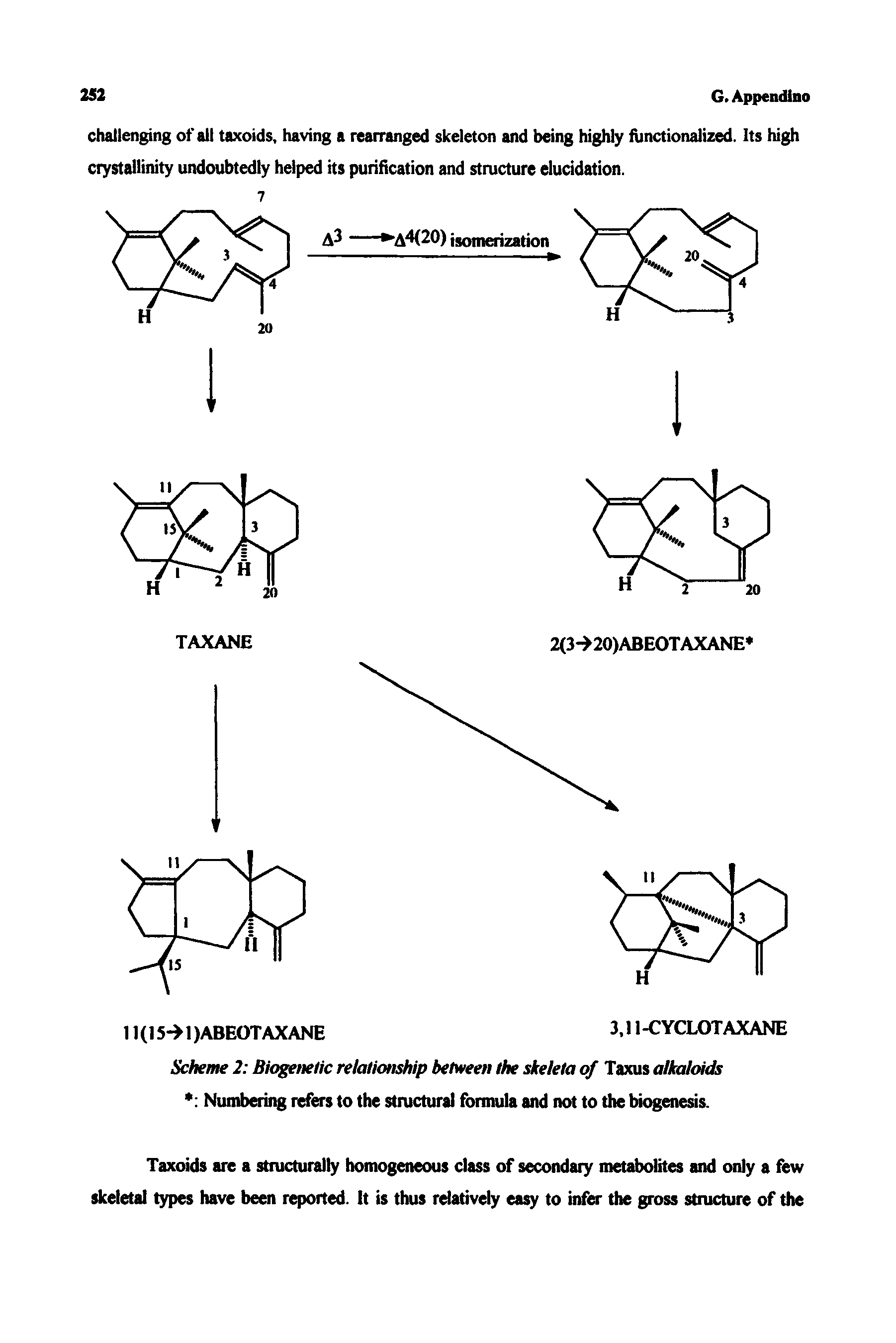 Scheme 2 Biogenetic relationship between the skeleta of Taxus alkaloids Numbering refers to the structural formula and not to the biogenesis.