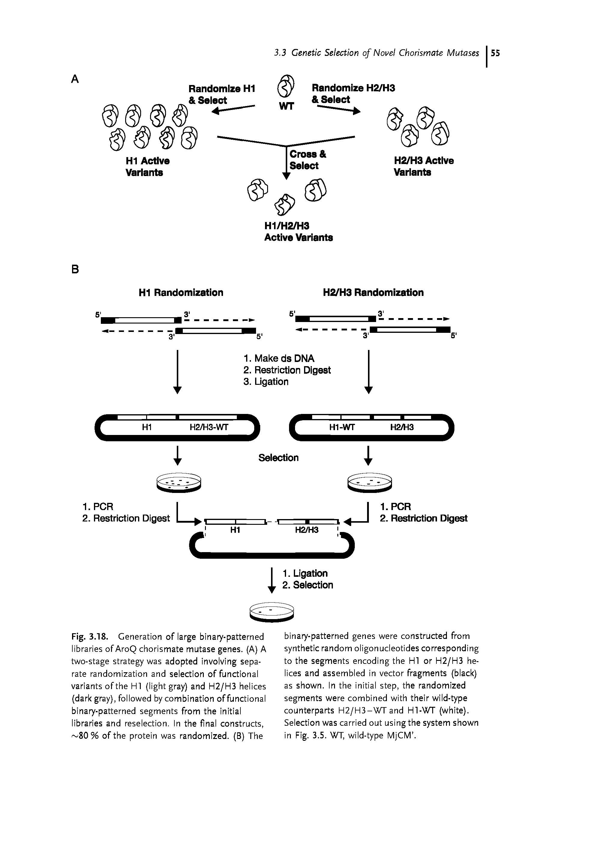 Fig. 3.18. Generation of large binary-patterned libraries ofAroQ chorismate mutase genes. (A) A two-stage strategy was adopted involving separate randomization and selection of functional variants ofthe HI (light gray) and H2/H3 helices (dark gray), followed by combination of functional binary-patterned segments from the initial libraries and reselection. In the final constructs, 80 % of the protein was randomized. (B) The...