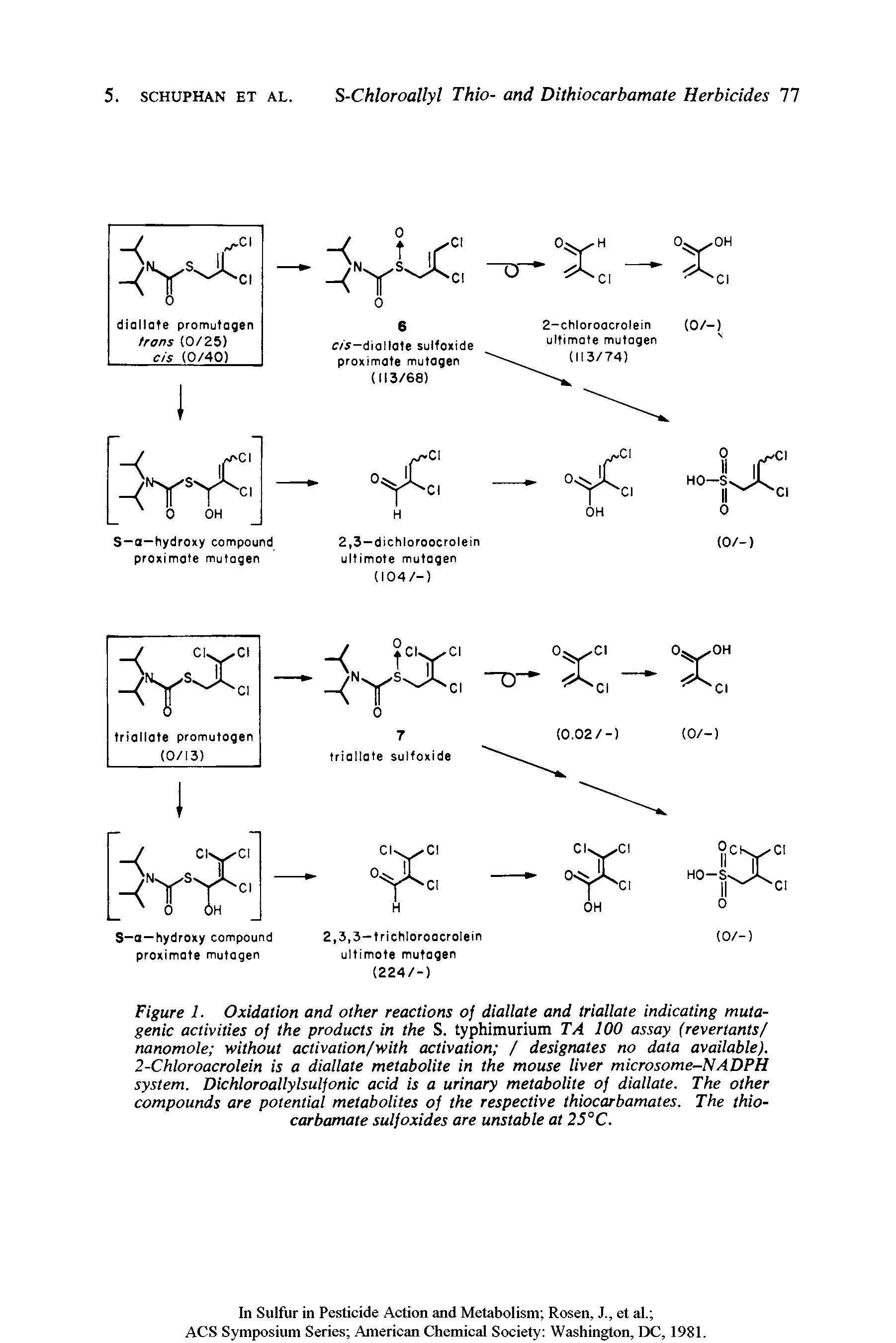Figure 1. Oxidation and other reactions of dialiate and triallate indicating mutagenic activities of the products in the S. typhimurium TA 100 assay (revertants/ nanomole without activation/with activation / designates no data available). 2-Chloroacrolein is a dialiate metabolite in the mouse liver microsome-NADPH system. Dichloroallylsulfonic acid is a urinary metabolite of dialiate. The other compounds are potential metabolites of the respective thiocarbamates. The thio-carbamate sulfoxides are unstable at 25°C.