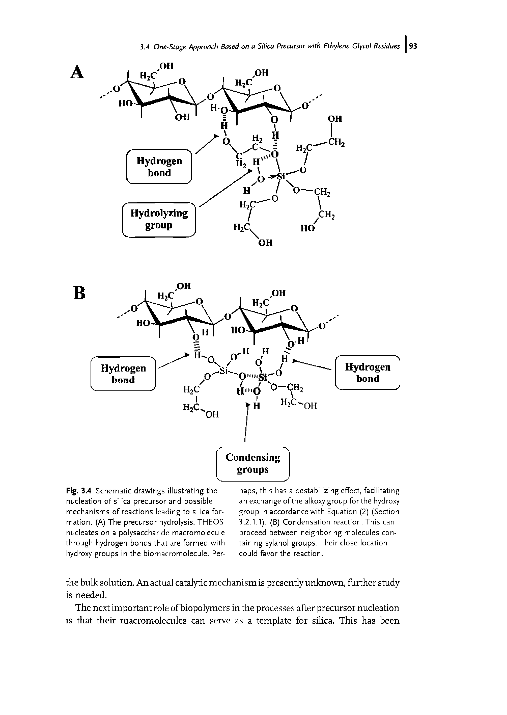 Fig. 3.4 Schematic drawings illustrating the nucleation of silica precursor and possible mechanisms of reactions leading to silica formation. (A) The precursor hydrolysis. THEOS nucleates on a polysaccharide macromolecule through hydrogen bonds that are formed with hydroxy groups in the biomacromolecule. Per-...