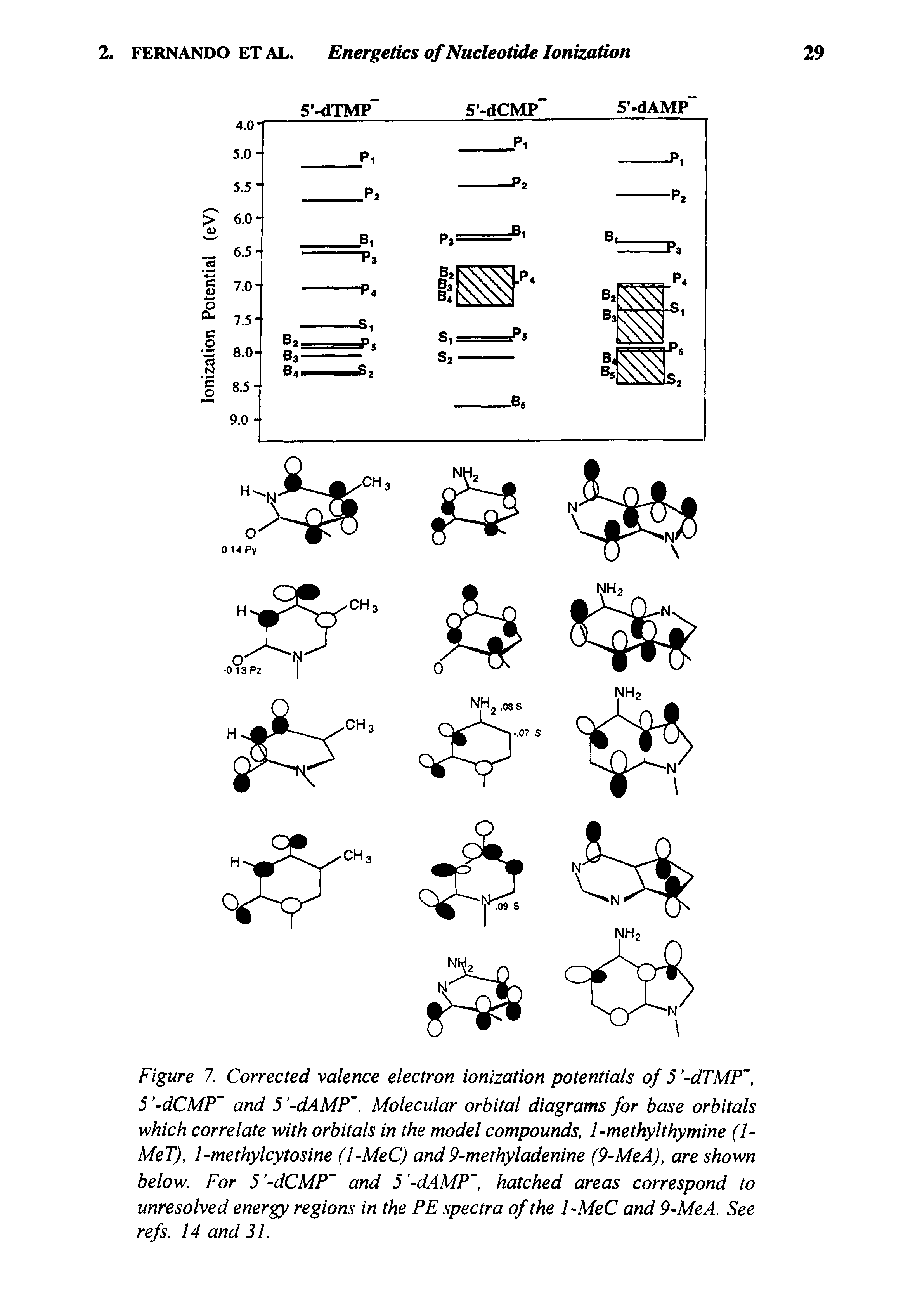 Figure 7. Corrected valence electron ionization potentials of 5 -dTMP, 5 -dCMP and 5 -dAMP. Molecular orbital diagrams for base orbitals which correlate with orbitals in the model compounds, 1-methylthymine (1-MeT), 1-methylcytosine (1-MeC) and 9-methyladenine (9-MeA), are shown below. For 5 -dCMP and 5 -dAMP, hatched areas correspond to unresolved energy regions in the PE spectra of the 1-MeC and 9-MeA. See refs. 14 and 31.