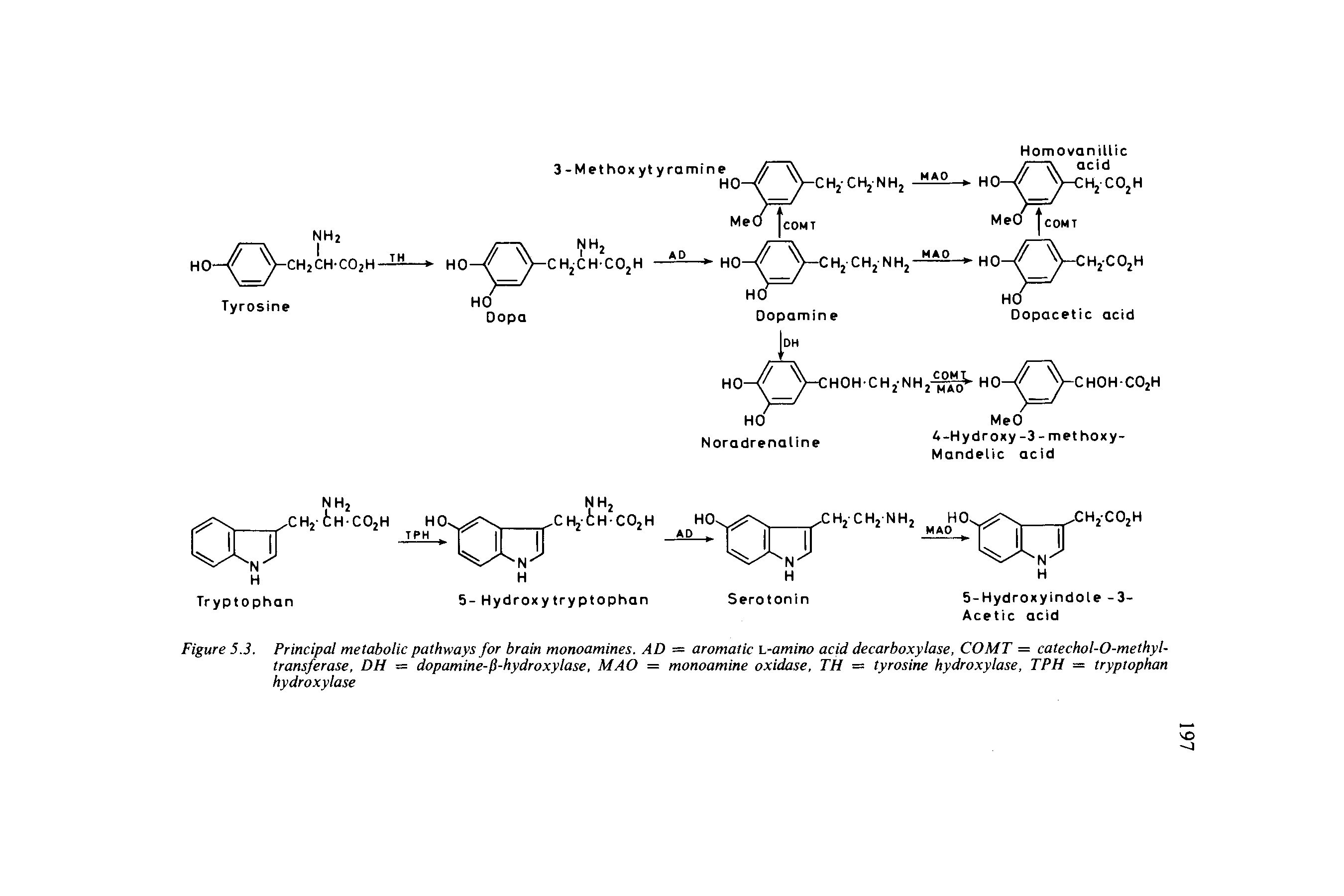 Figure 5.3. Principal metabolic pathways for brain monoamines. AD = aromatic L-amino acid decarboxylase, COMT = catechol-O-methyl-transferase, DH = dopamine-p-hydroxylase, MAO = monoamine oxidase, TH — tyrosine hydroxylase, TPH = tryptophan hydroxylase...