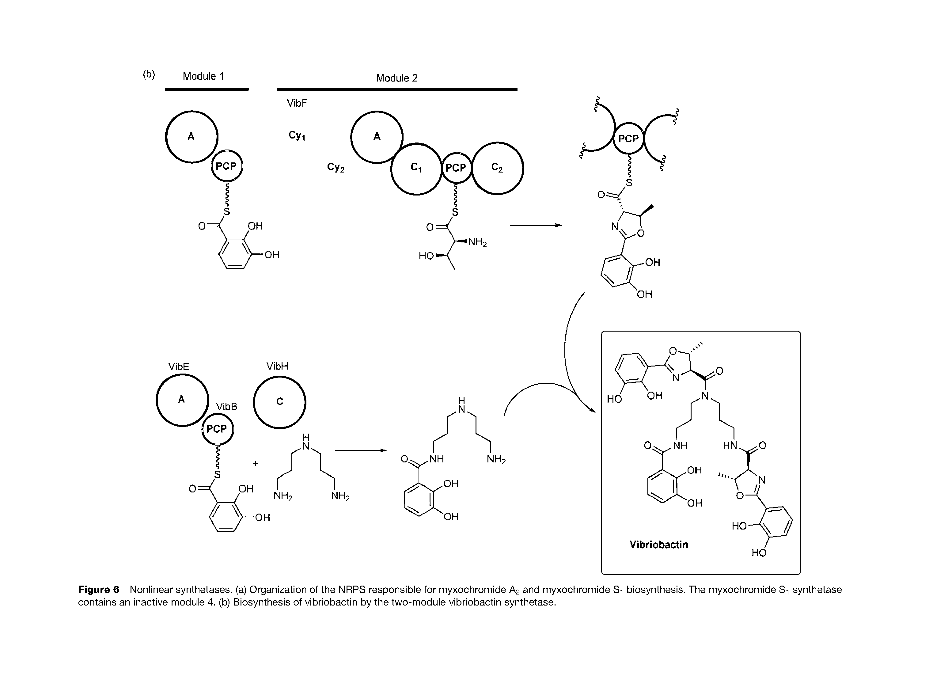 Figure 6 Nonlinear synthetases, (a) Organization of the NRPS responsible for myxochromide A2 and myxochromide Si biosynthesis. The myxochromide Si synthetase contains an inactive module 4. (b) Biosynthesis of vibriobactin by the two-module vibriobactin synthetase.