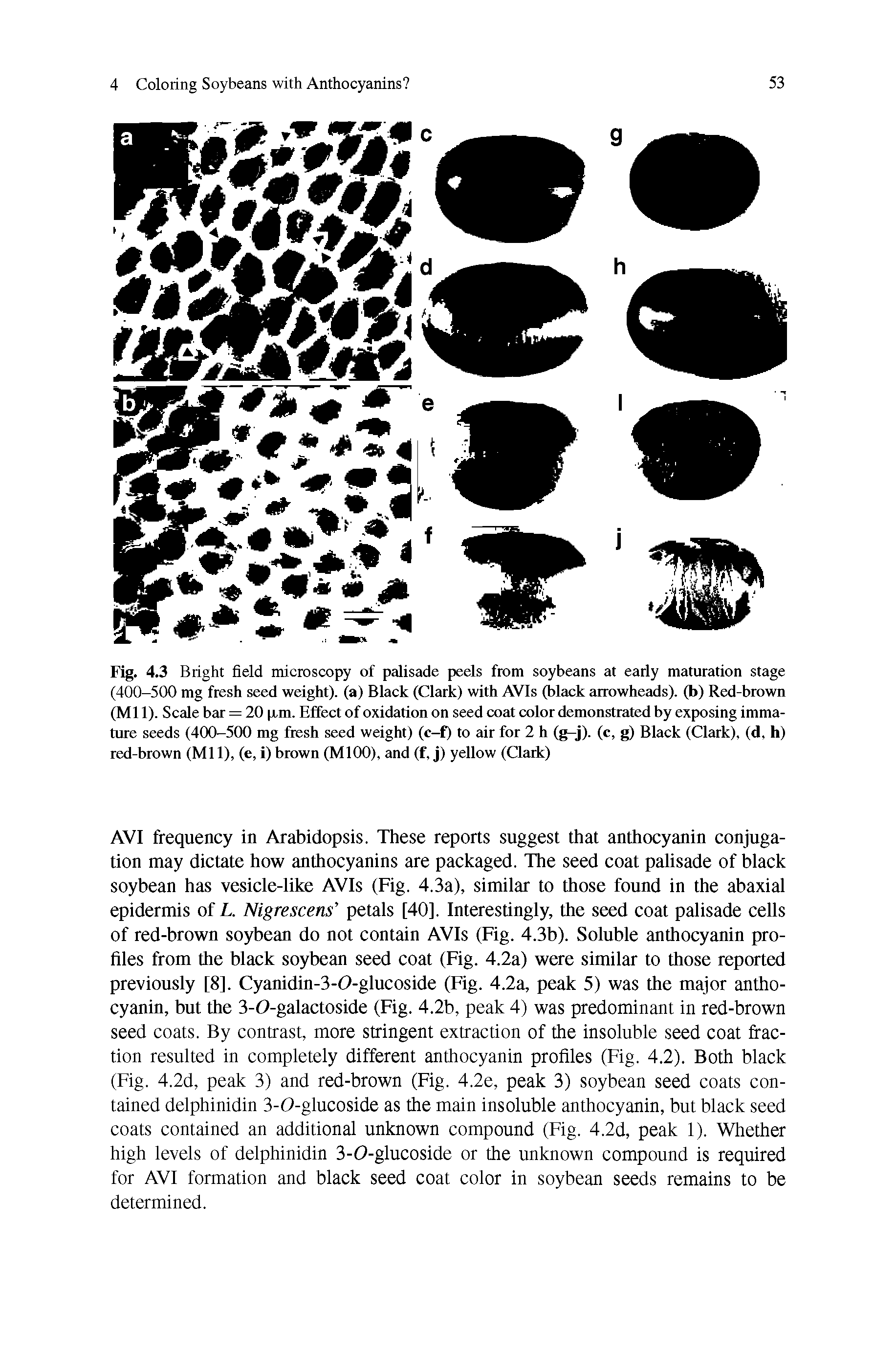 Fig. 4.3 Bright field microscopy of palisade peels from soybeans at early maturation stage (400-500 mg fresh seed weight), (a) Black (Clark) with AVIs (black arrowheads), (b) Red-brown (Ml 1). Scale bar = 20 (jim. Effect of oxidation on seed coat color demonstrated by exposing immature seeds (400-500 mg fresh seed weight) (c-f) to air for 2 h (g-j). (c, g) Black (Clark), (d, h) red-brown (Mil), (e, i)brown (MlOO), and (f, j) yellow (Qark)...