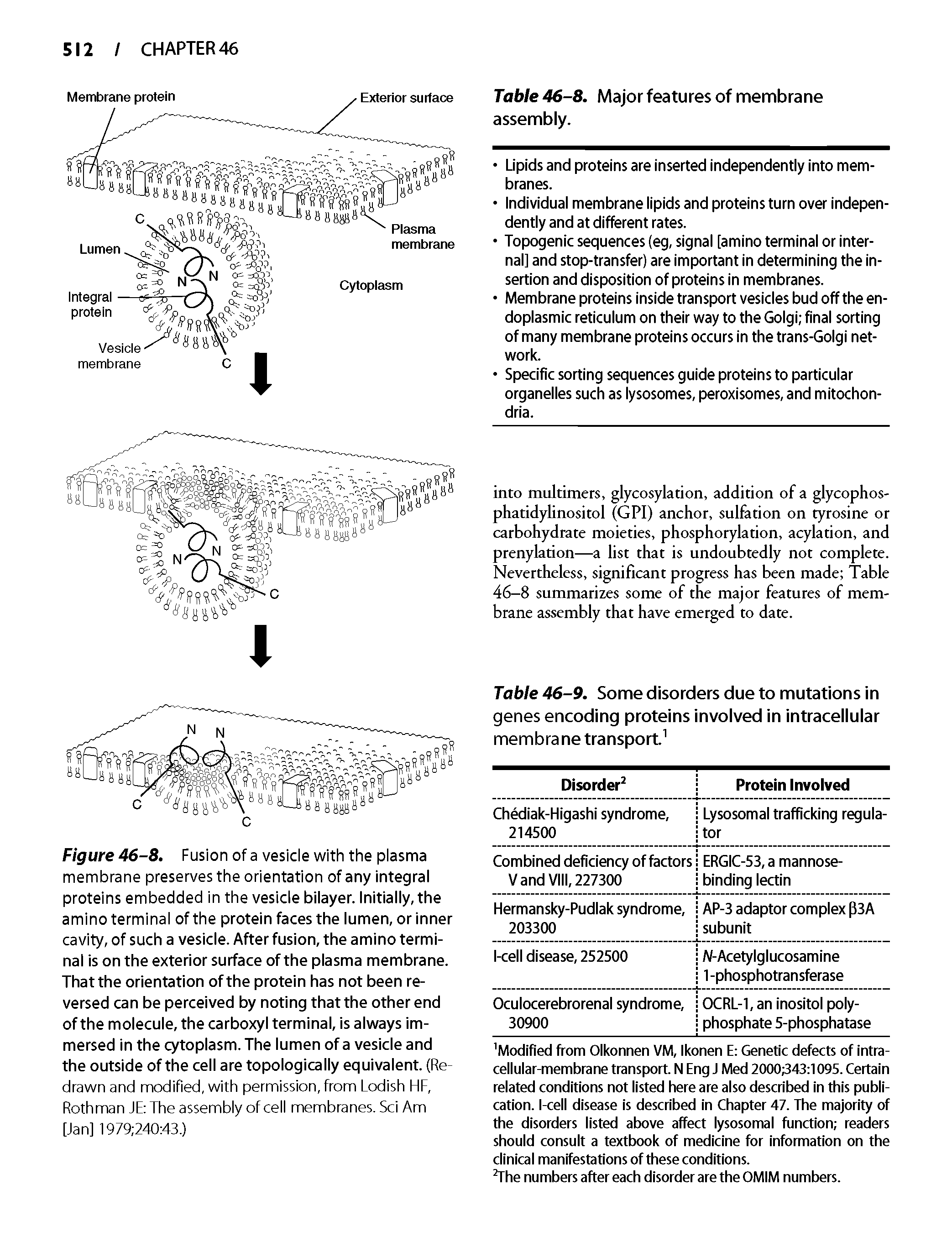 Figure 46-8. Fusion of a vesicle with the plasma membrane preserves the orientation of any integral proteins embedded in the vesicle bilayer. Initially, the amino terminal of the protein faces the lumen, or inner cavity, of such a vesicle. After fusion, the amino terminal is on the exterior surface of the plasma membrane. That the orientation of the protein has not been reversed can be perceived by noting that the other end of the molecule, the carboxyl terminal, is always immersed in the cytoplasm. The lumen of a vesicle and the outside of the cell are topologically equivalent. (Re drawn and modified, with permission, from Lodish HF, Rothman JE The assembly of cell membranes. Sci Am [Jan] 1979 240 43.)...