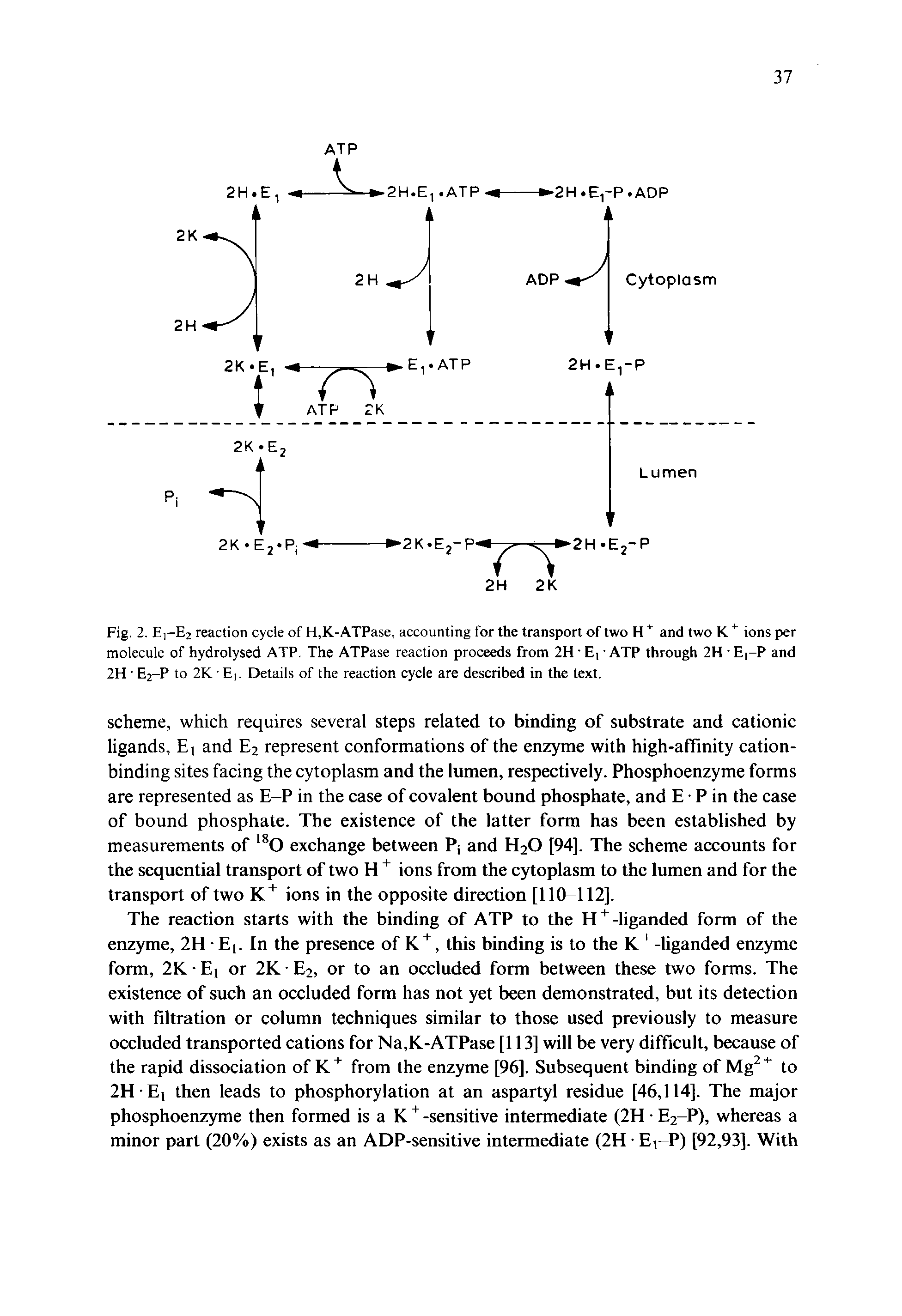 Fig. 2. E]-E2 reaction cycle of H,K-ATPase, accounting for the transport of two H and two K ions per molecule of hydrolysed ATP. The ATPase reaction proceeds from 2H E, ATP through 2H E -P and 2H E2-P to 2K E. Details of the reaction cycle are described in the text.