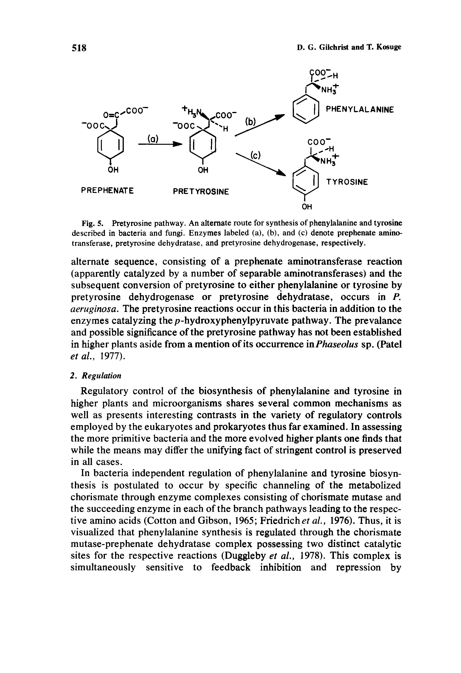 Fig. 5. Pretyrosine pathway. An alternate route for synthesis of phenylalanine and tyrosine described in bacteria and fungi. Enzymes labeled (a), (b), and (c) denote prephenate aminotransferase, pretyrosine dehydratase, and pretyrosine dehydrogenase, respectively.