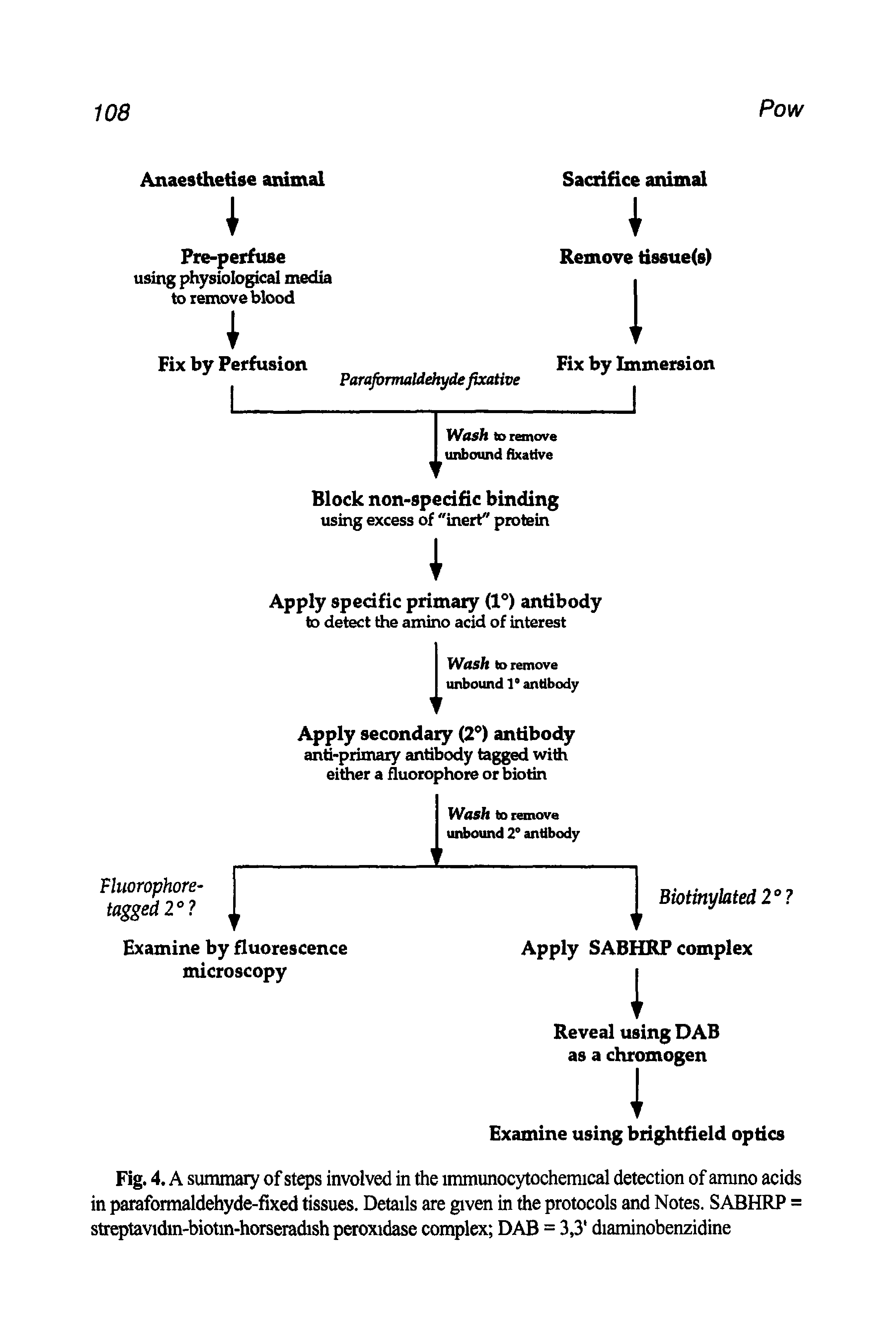 Fig. 4. A summary of stq)s involved in the immunocytochemical detection of ammo acids in paraformaldehyde-fixed tissues. Details are given in die protocols and Notes. SABHRP = str tavidm-biotm-horseradish peroxidase conqilex DAB = 3,3 diaminobenzidine...