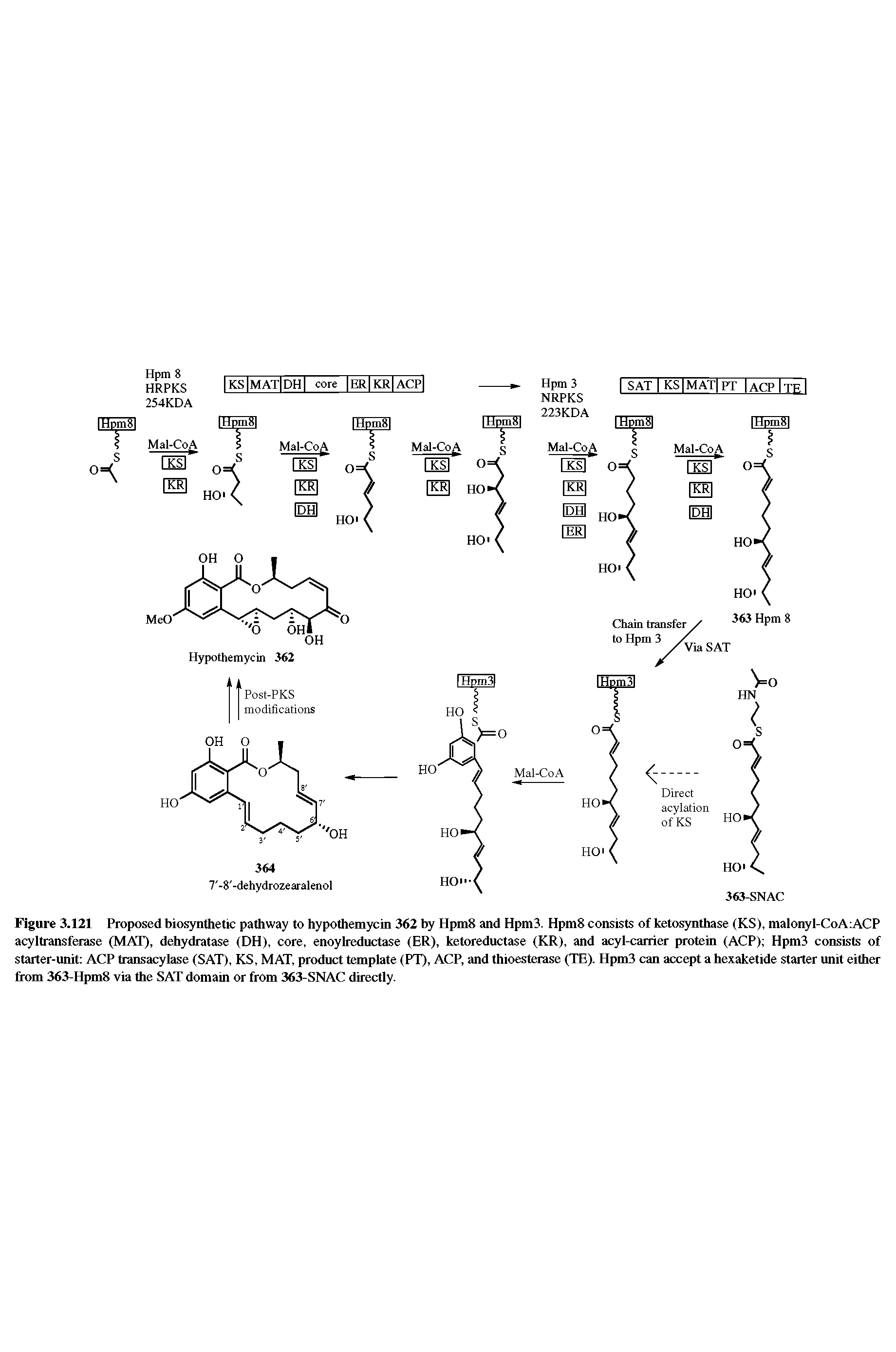 Figure 3.121 Proposed biosynthetic pathway to hypothemycin 362 by Hpm8 and Hpm3. Hpm8 consists of ketosynthase (KS), malonyl-CoA ACP acyltransferase (MAT), dehydratase (DH), core, enoylreductase (ER), ketoreductase (KR), and acyl-carrier protein (ACP) Hpm3 consists of starter-unit ACP transacylase (SAT), KS, MAT, product template (PT), ACP, and thioesterase (TE). Hpm3 can accept a hexaketide starter unit either from 363-Hpm8 via the SAT domain or from 363-SNAC directly.