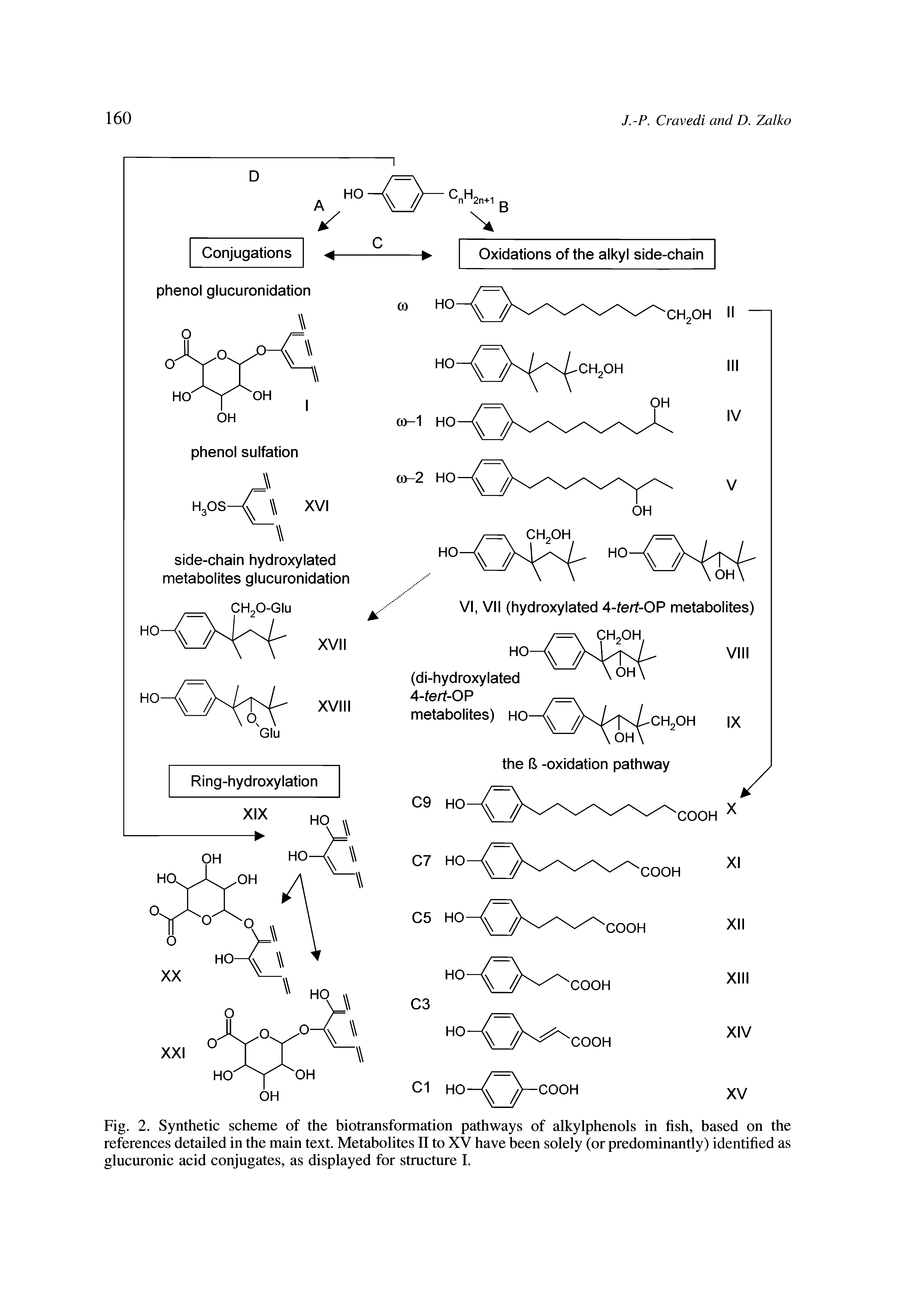 Fig. 2. Synthetic scheme of the biotransformation pathways of alkylphenols in fish, based on the references detailed in the main text. Metabolites II to XV have been solely (or predominantly) identified as glucuronic acid conjugates, as displayed for structure I.