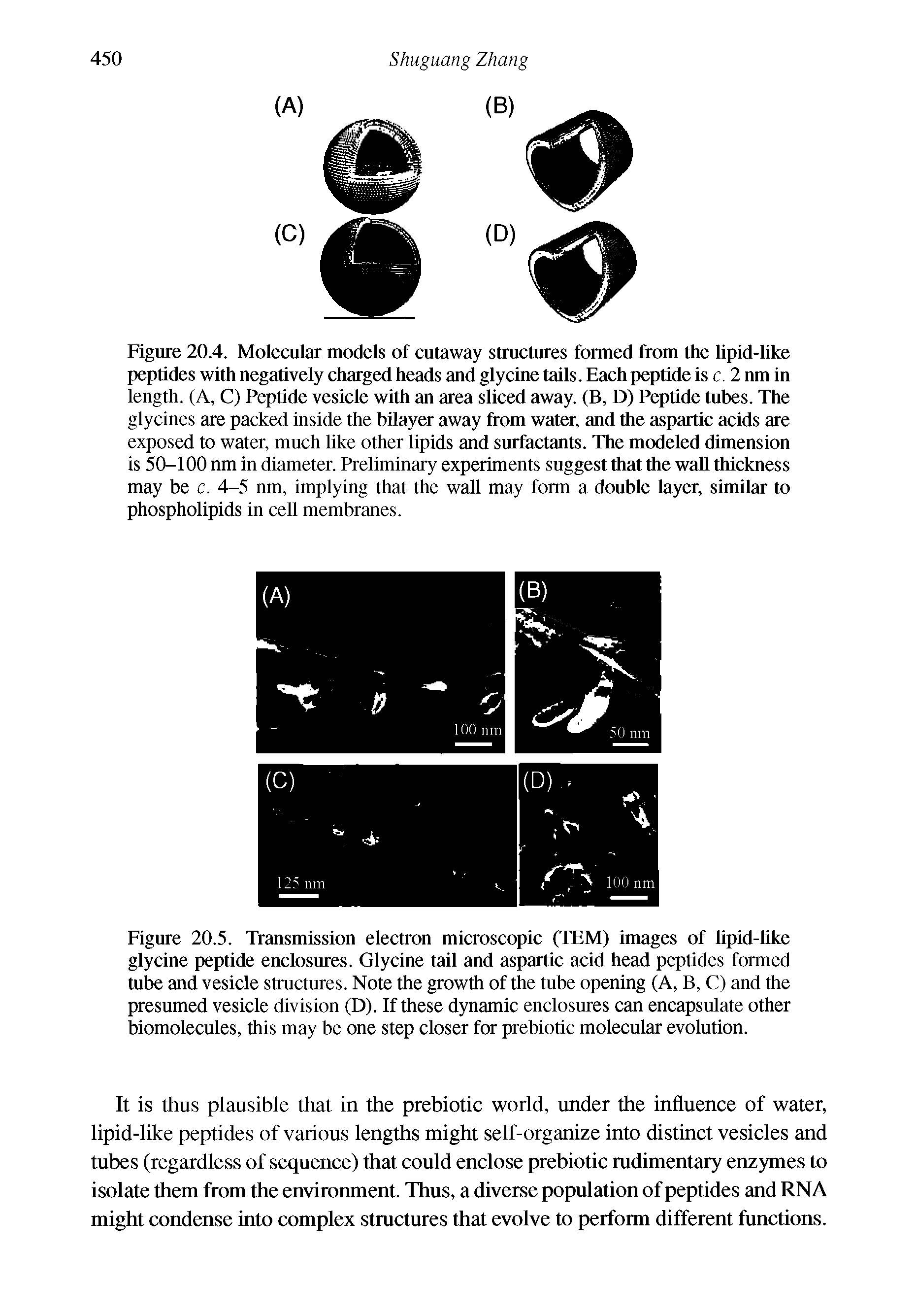 Figure 20.5. Transmission electron microscopic (TEM) images of hpid-Uke glycine peptide enclosures. Glycine tail and aspartic acid head peptides formed tube and vesicle structures. Note the growth of the tube opening (A, B, C) and the presumed vesicle division (D). If these dynamic enclosures can encapsulate other biomolecules, this may be one step closer for prebiotic molecular evolution.