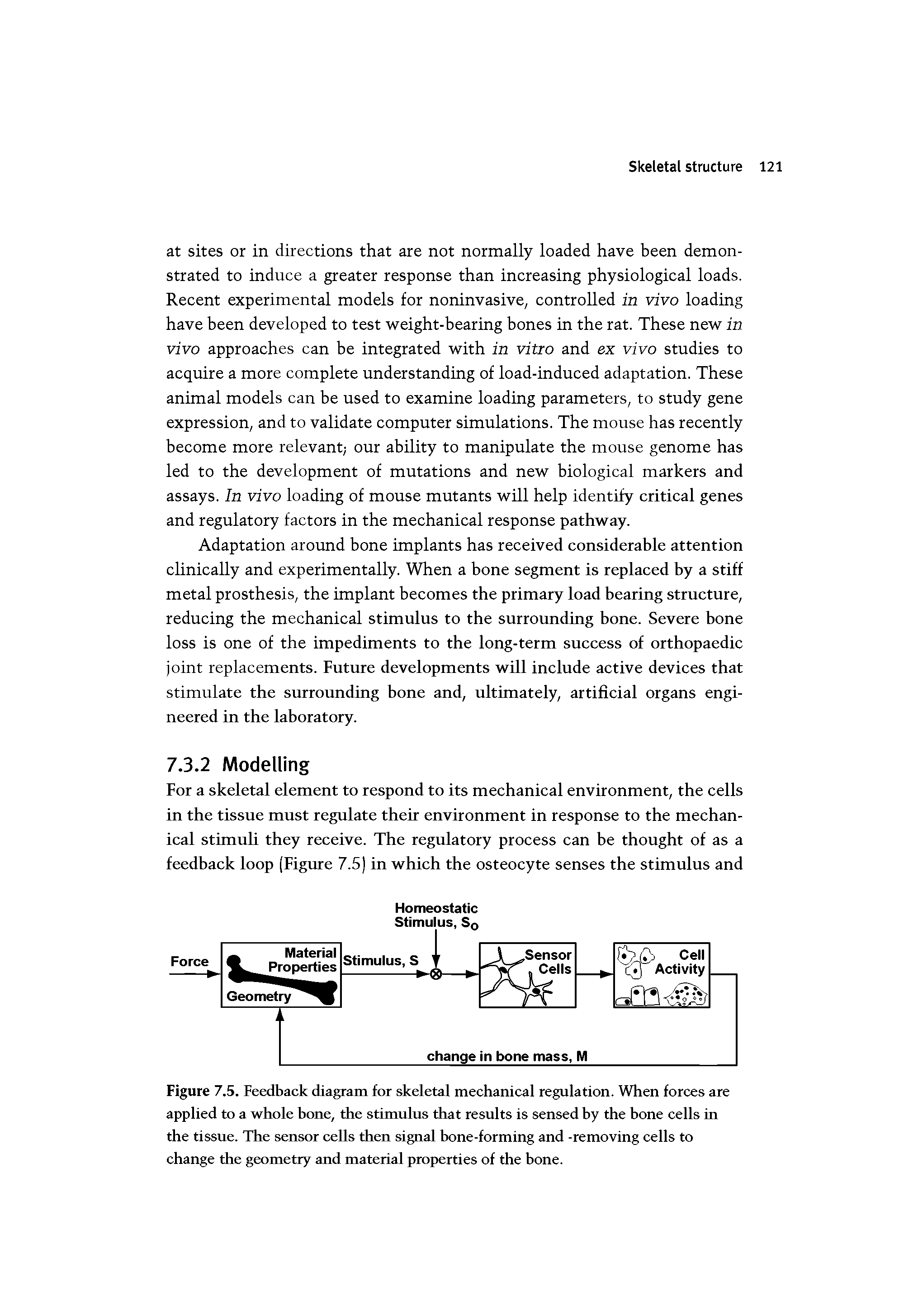 Figure 7.5. Feedback diagram for skeletal mechanical regulation. When forces are applied to a whole bone, the stimulus that results is sensed by the bone cells in the tissue. The sensor cells then signal bone-forming and -removing cells to change the geometry and material properties of the bone.