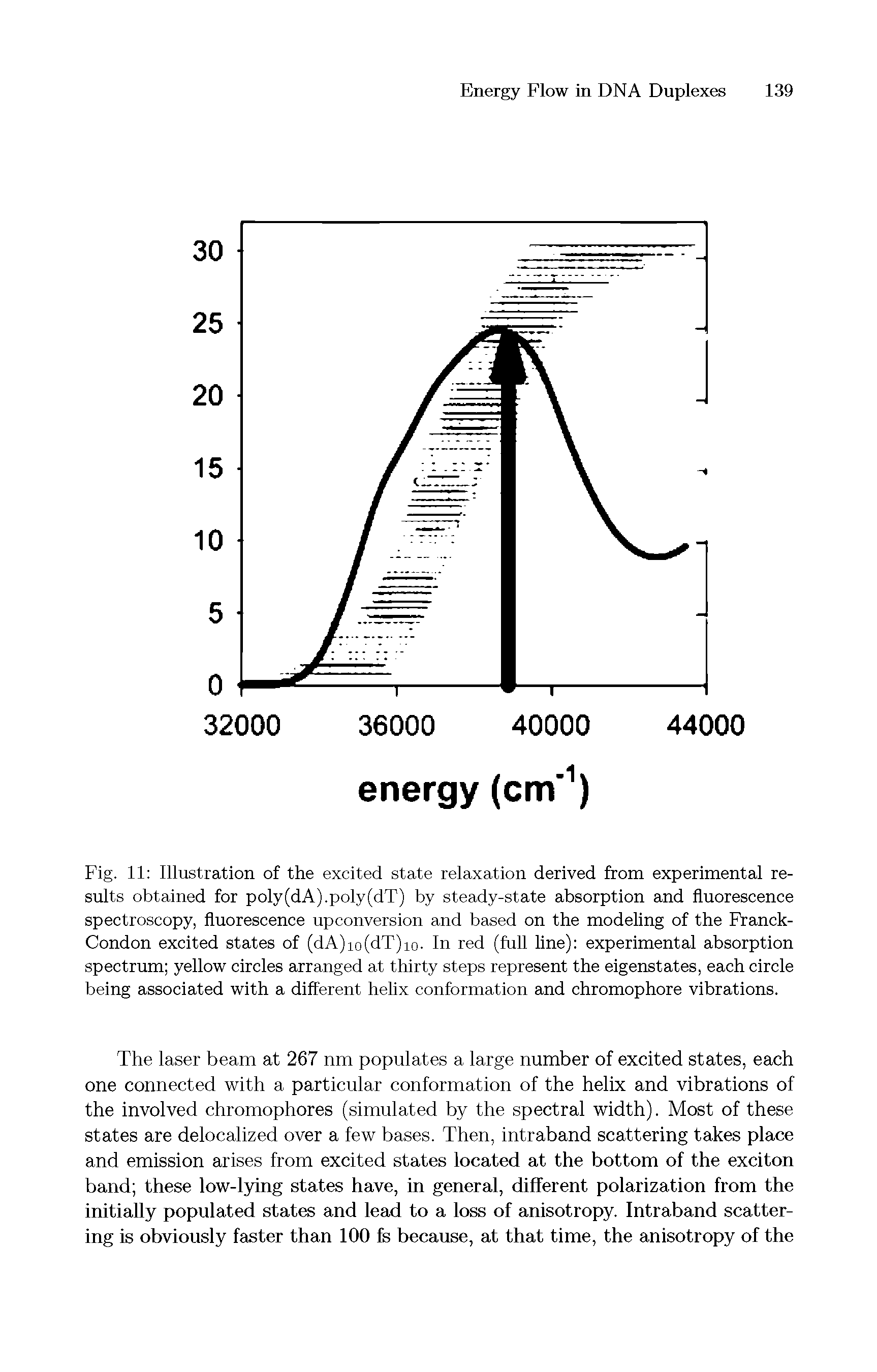 Fig. 11 Illustration of the excited state relaxation derived from experimental results obtained for poly(dA).poly(dT) by steady-state absorption and fluorescence spectroscopy, fluorescence upconversion and based on the modeling of the Franck-Condon excited states of (dA)io(dT)io. In red (full line) experimental absorption spectrum yellow circles arranged at thirty steps represent the eigenstates, each circle being associated with a different helix conformation and chromophore vibrations.