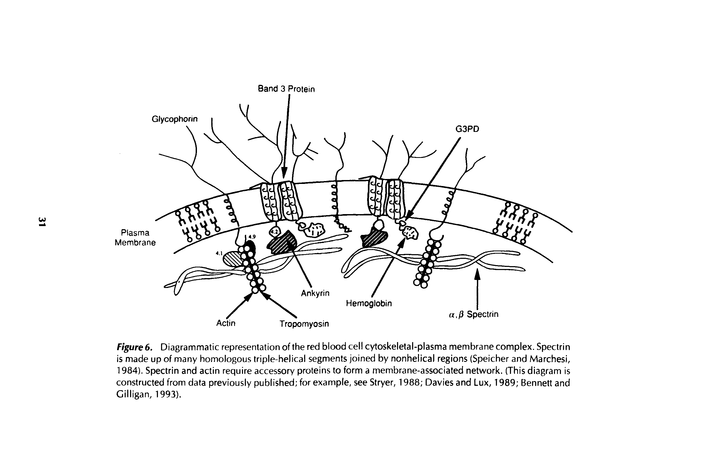 Figured. Diagrammatic representation of the red blood cell cytoskeletal-plasma membrane complex. Spectrin is made up of many homologous triple-helical segments joined by nonhelical regions (Speicher and Marchesi, 1984). Spectrin and actin require accessory proteins to form a membrane-associated network. (This diagram is constructed from data previously published for example, see Stryer, 1988 Davies and Lux, 1989 Bennett and Gilligan, 1993).