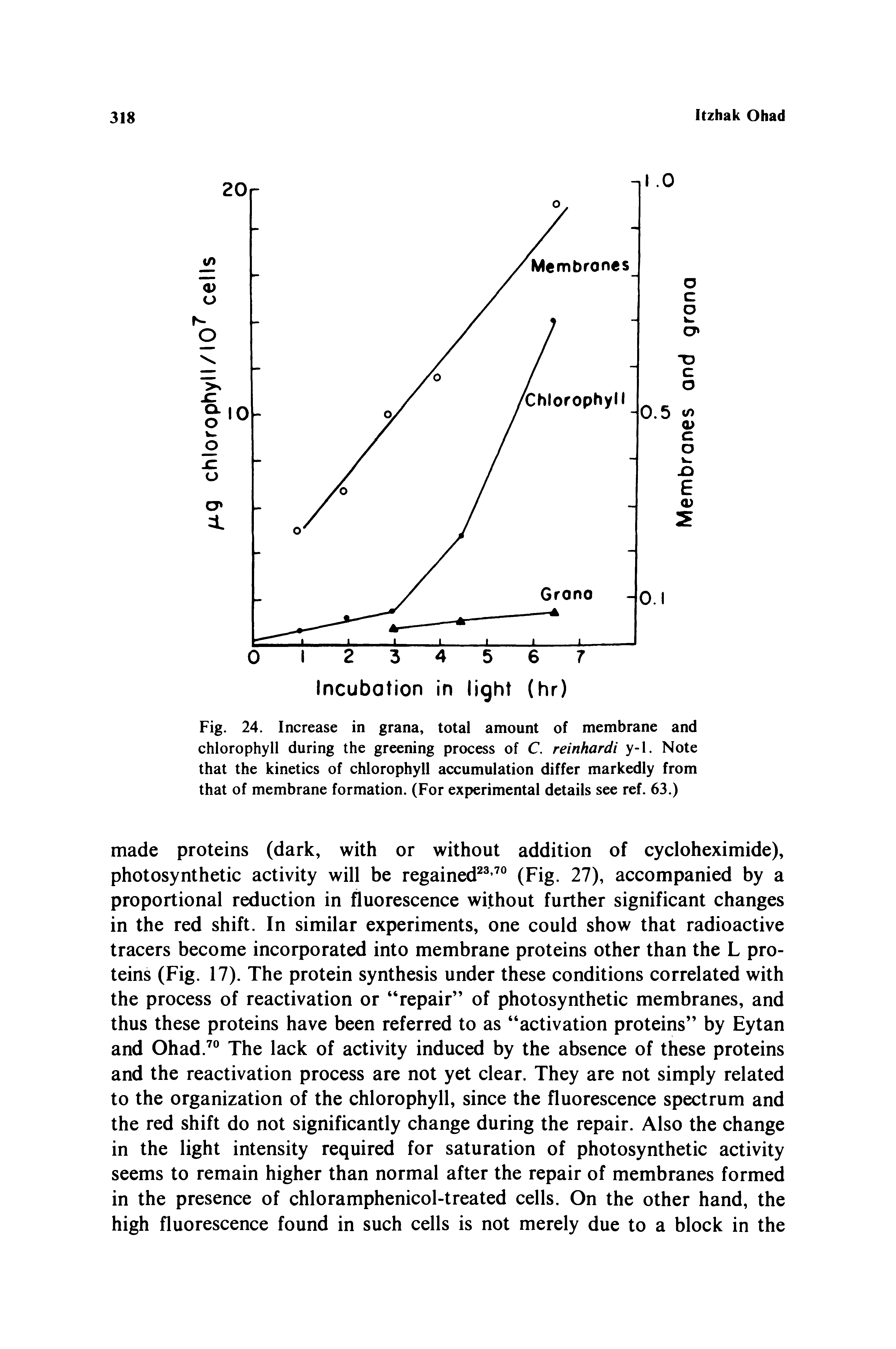 Fig. 24. Increase in grana, total amount of membrane and chlorophyll during the greening process of C. reinhardi y-1. Note that the kinetics of chlorophyll accumulation differ markedly from that of membrane formation. (For experimental details see ref. 63.)...