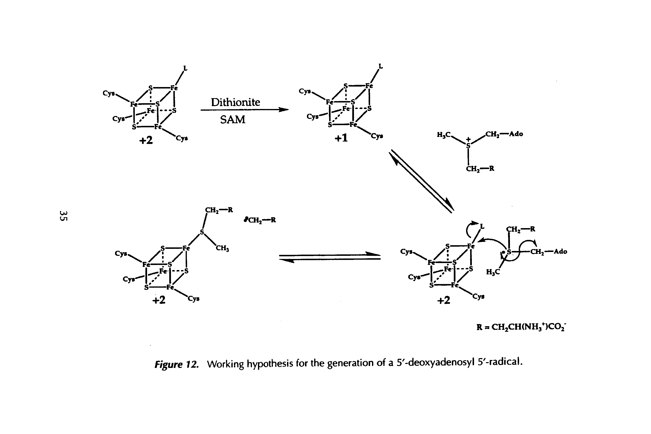 Figure 12. Working hypothesis for the generation of a 5 -deoxyadenosyl 5 -radical.