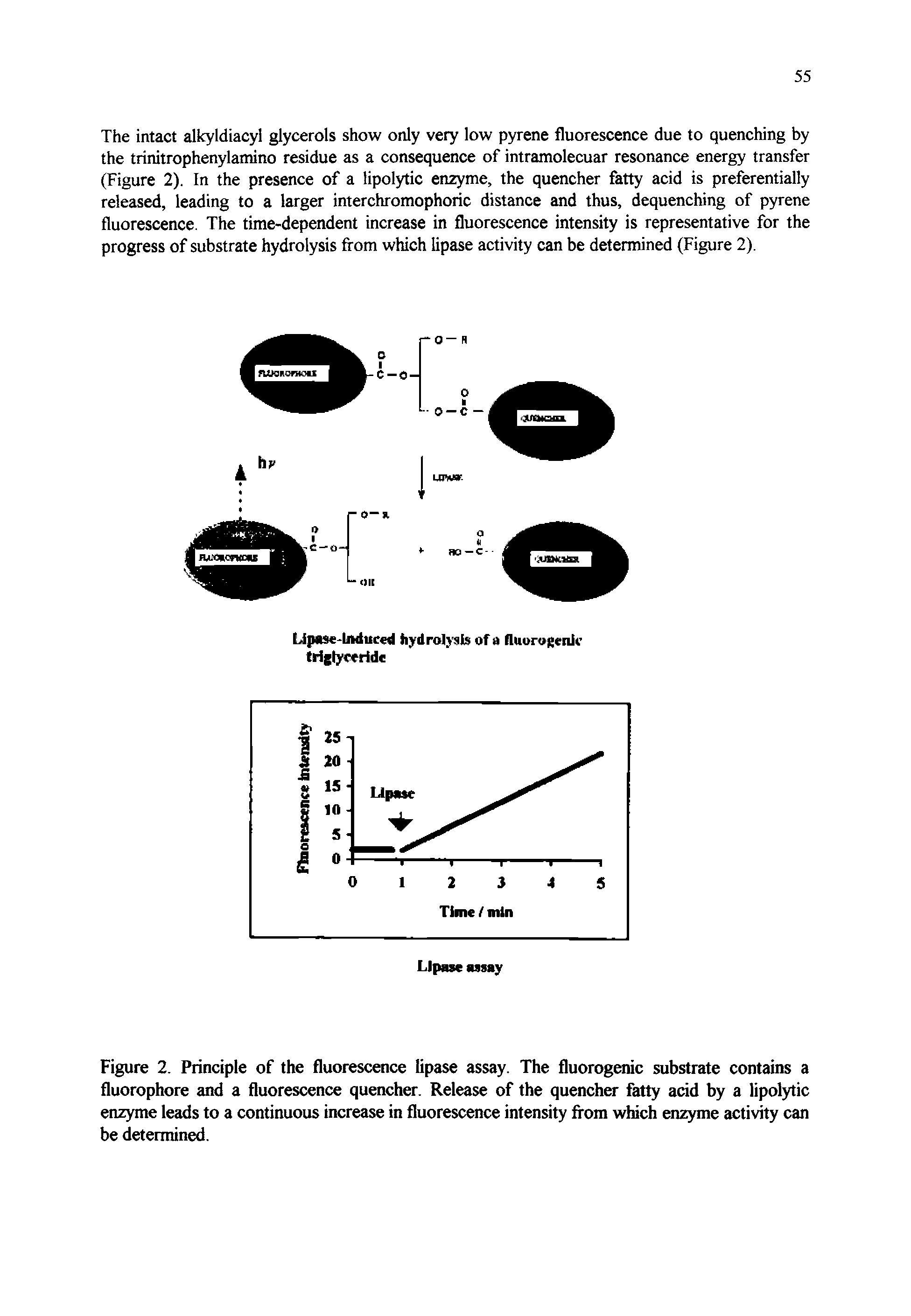 Figure 2. Principle of the fluorescence lipase assay. The fluorogenic substrate contains a fluorophore and a fluorescence quencher. Release of the quencher fatty acid by a lipolytic enzyme leads to a continuous increase in fluorescence intensity from which enzyme activity can be determined.