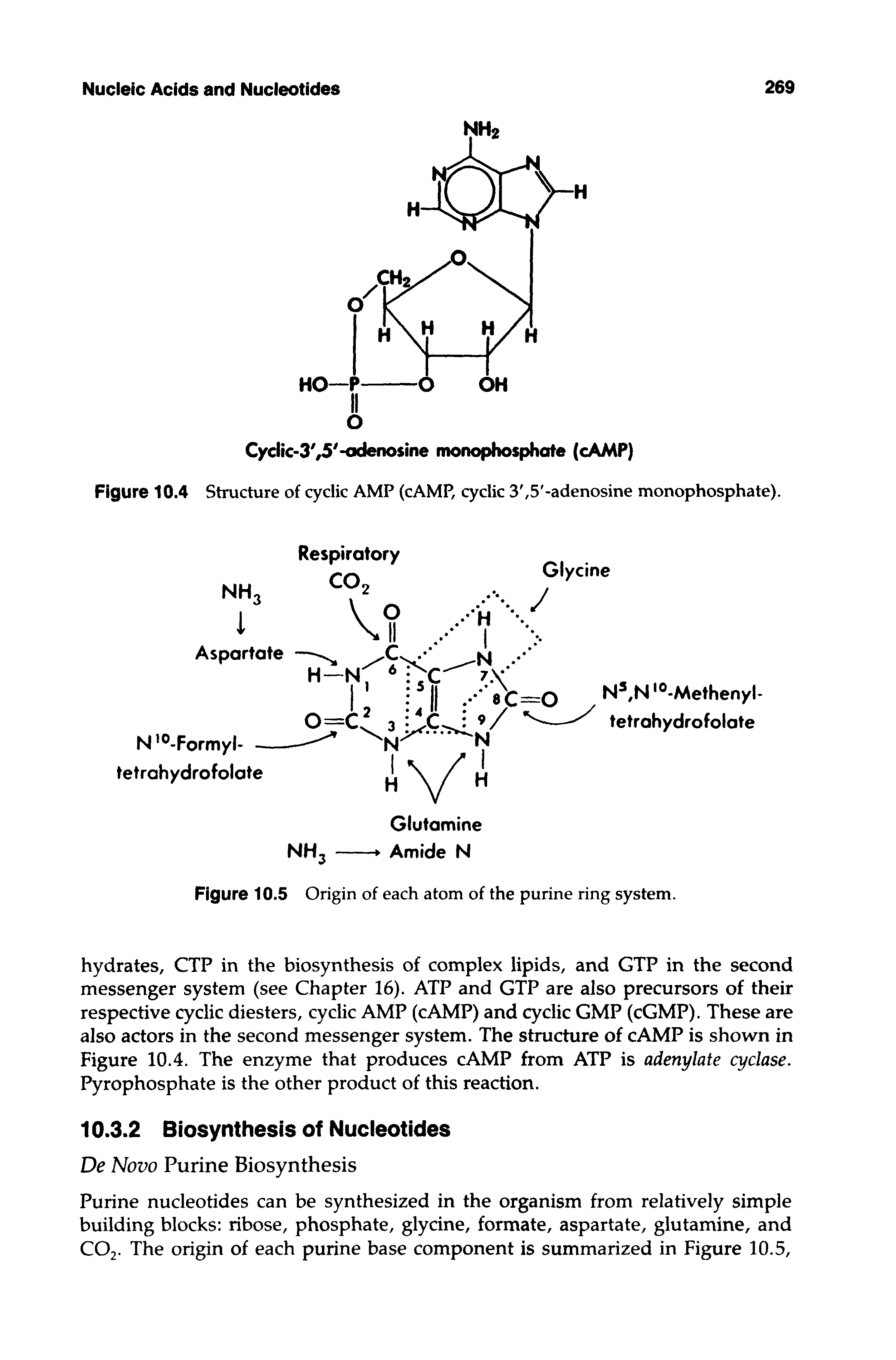 Figure 10.4 Structure of cyclic AMP (cAMP, cyclic 3, 5 -adenosine monophosphate).