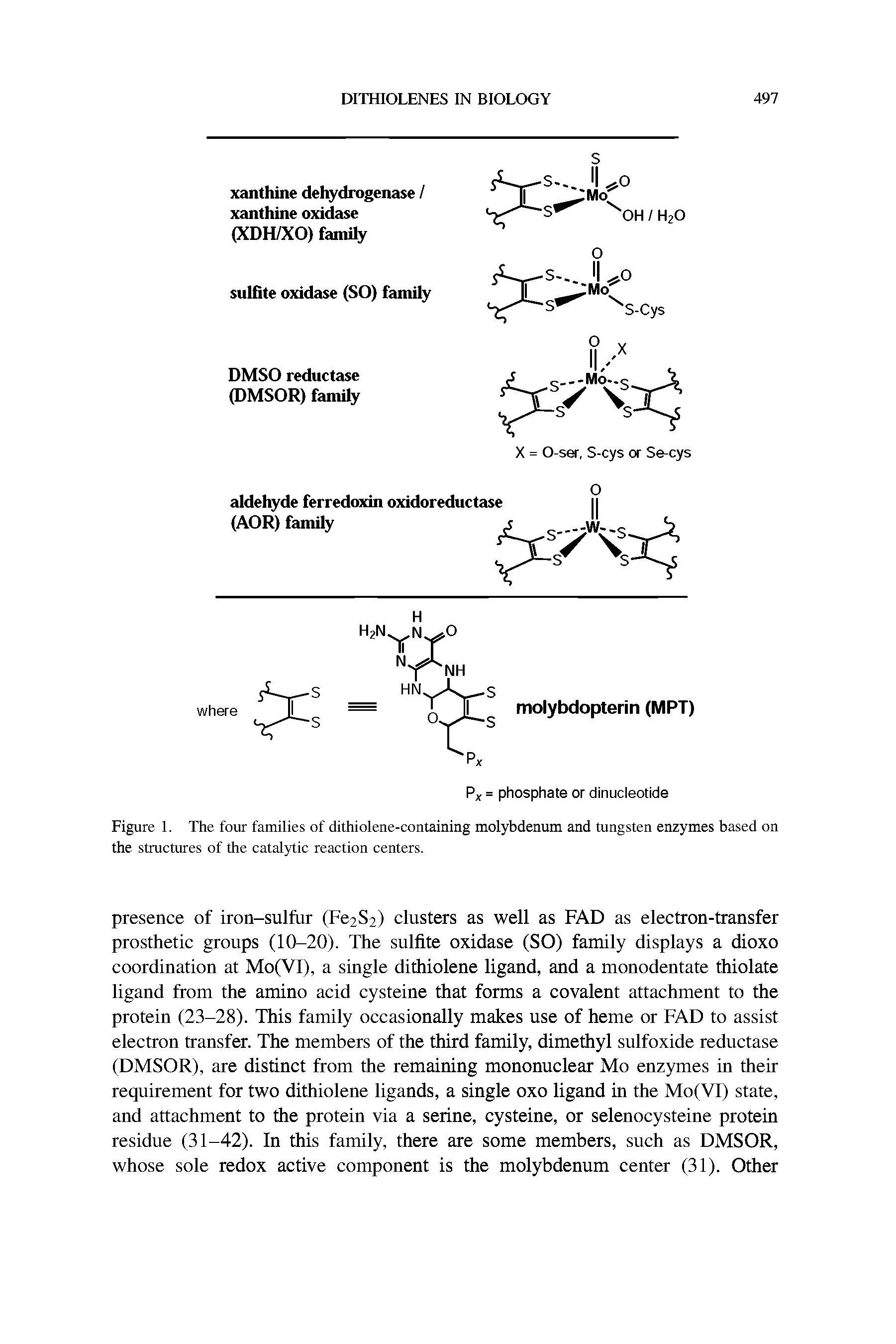 Figure 1. The four families of dithiolene-containing molybdenum and tungsten enzymes based on the structures of the catalytic reaction centers.