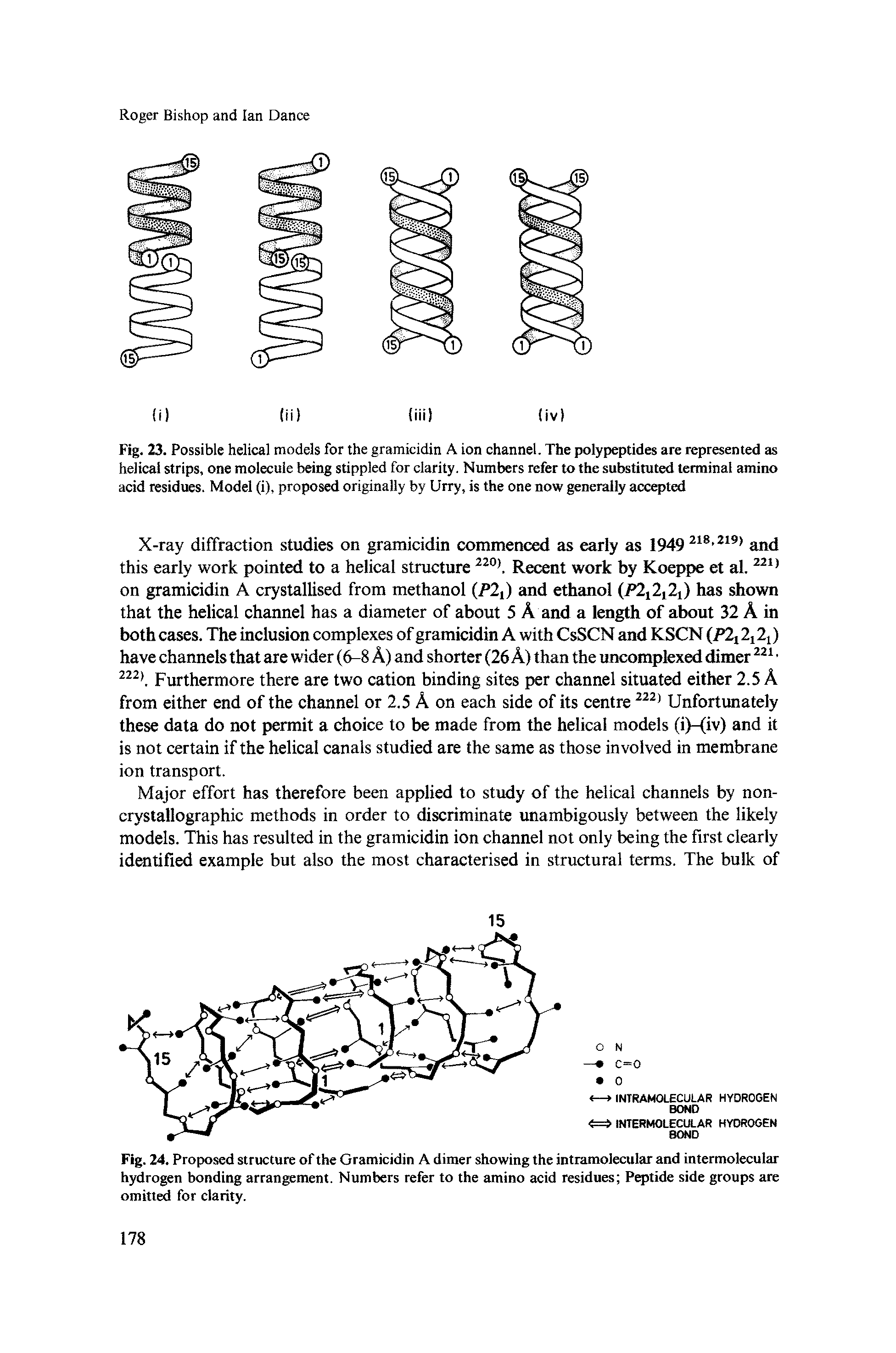 Fig. 23. Possible helical models for the gramicidin A ion channel. The polypeptides are represented as helical strips, one molecule being stippled for clarity. Numbers refer to the substituted terminal amino acid residues. Model (i), proposed originally by Urry, is the one now generally accepted...