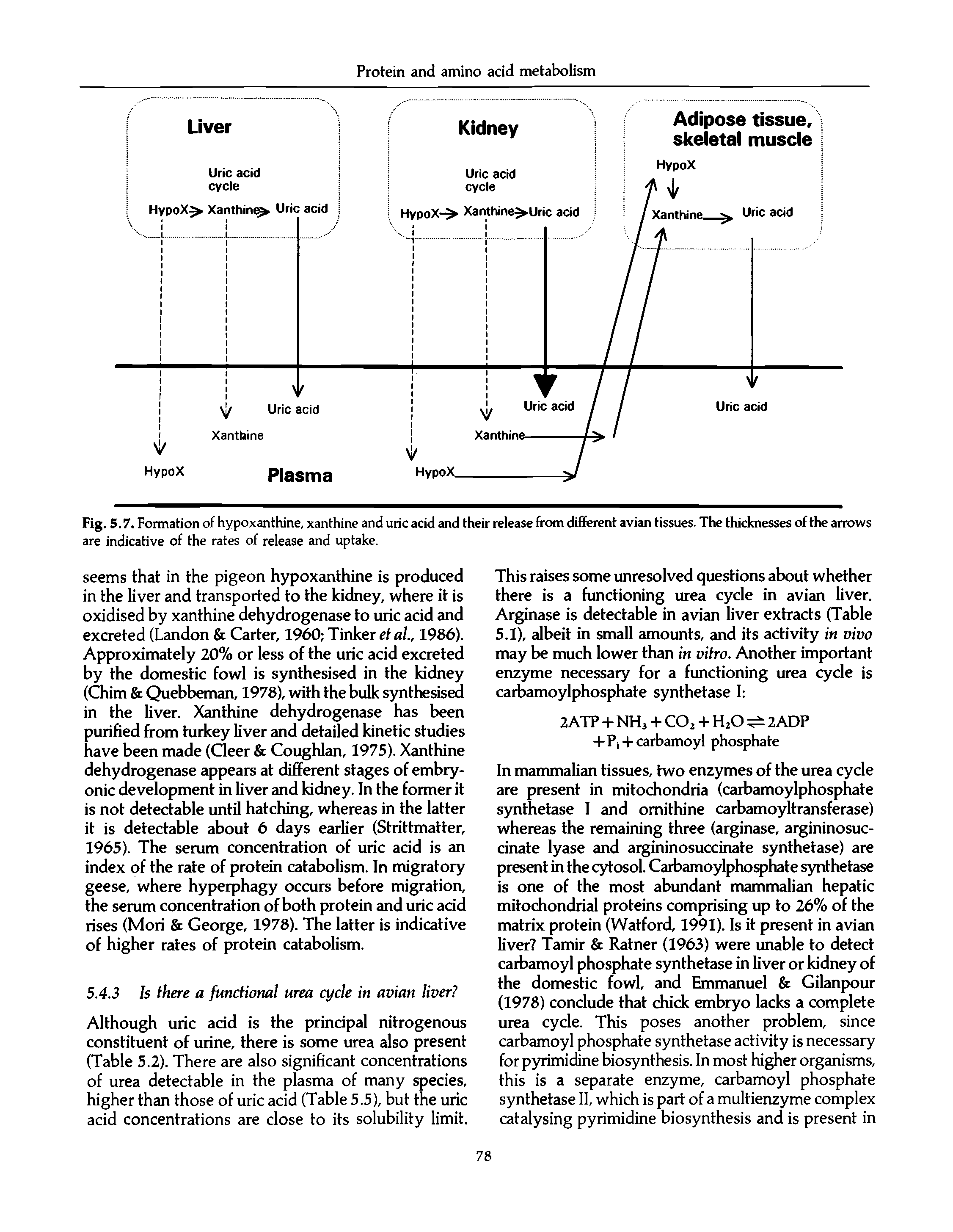 Fig. 5.7. Formation of hypoxanthine, xanthine and uric acid and their release from different avian tissues. The thicknesses of the arrows are indicative of the rates of release and uptake.