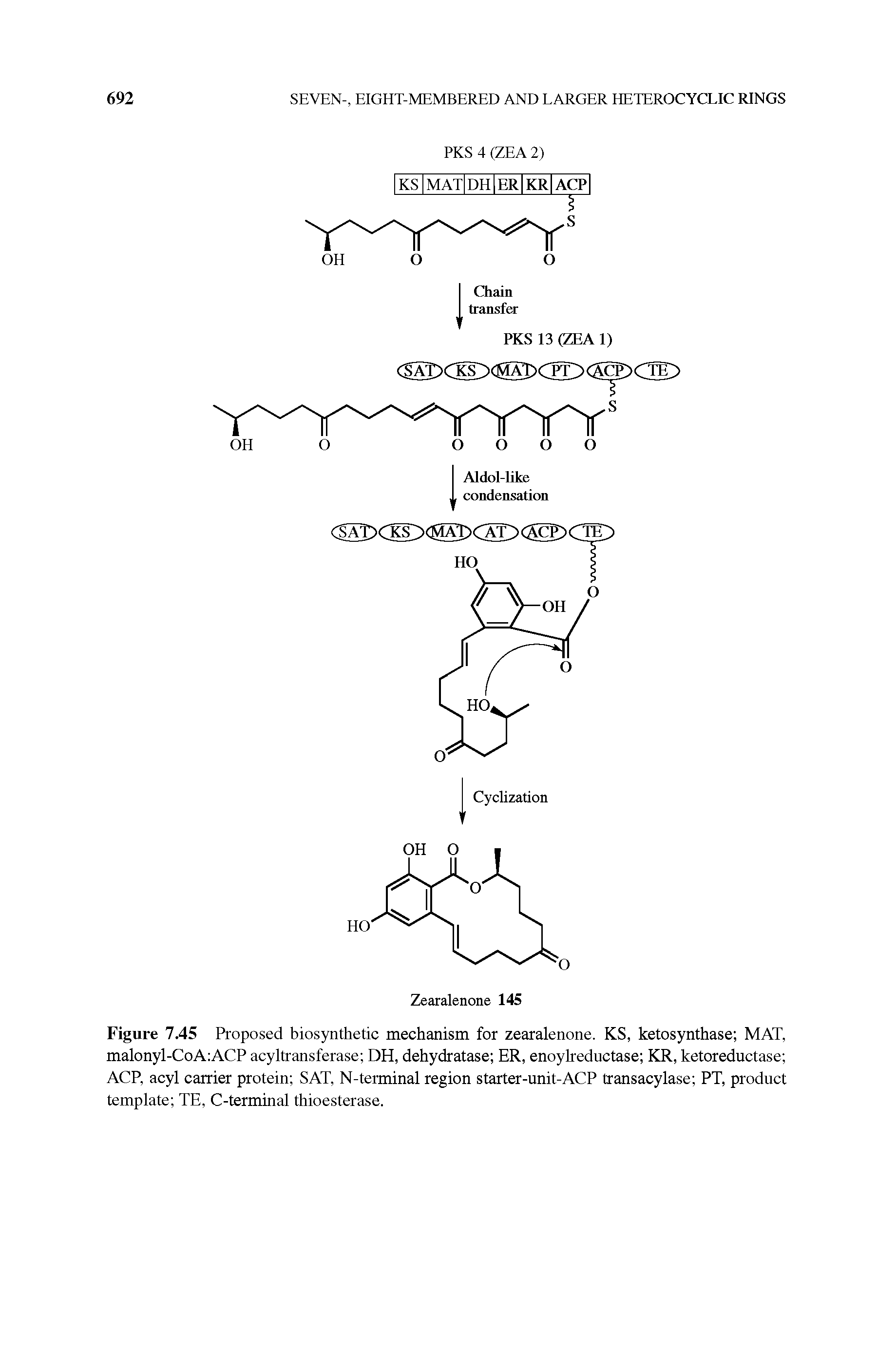 Figure 7.45 Proposed biosynthetic mechanism for zearalenone. KS, ketosynthase MAT, malonyl-CoA ACP acyltransferase DH, dehydratase ER, enoylreductase KR, ketoreductase ACP, acyl carrier protein SAT, N-terminal region starter-unit-ACP transacylase PT, prodnct template TE, C-terminal thioesterase.