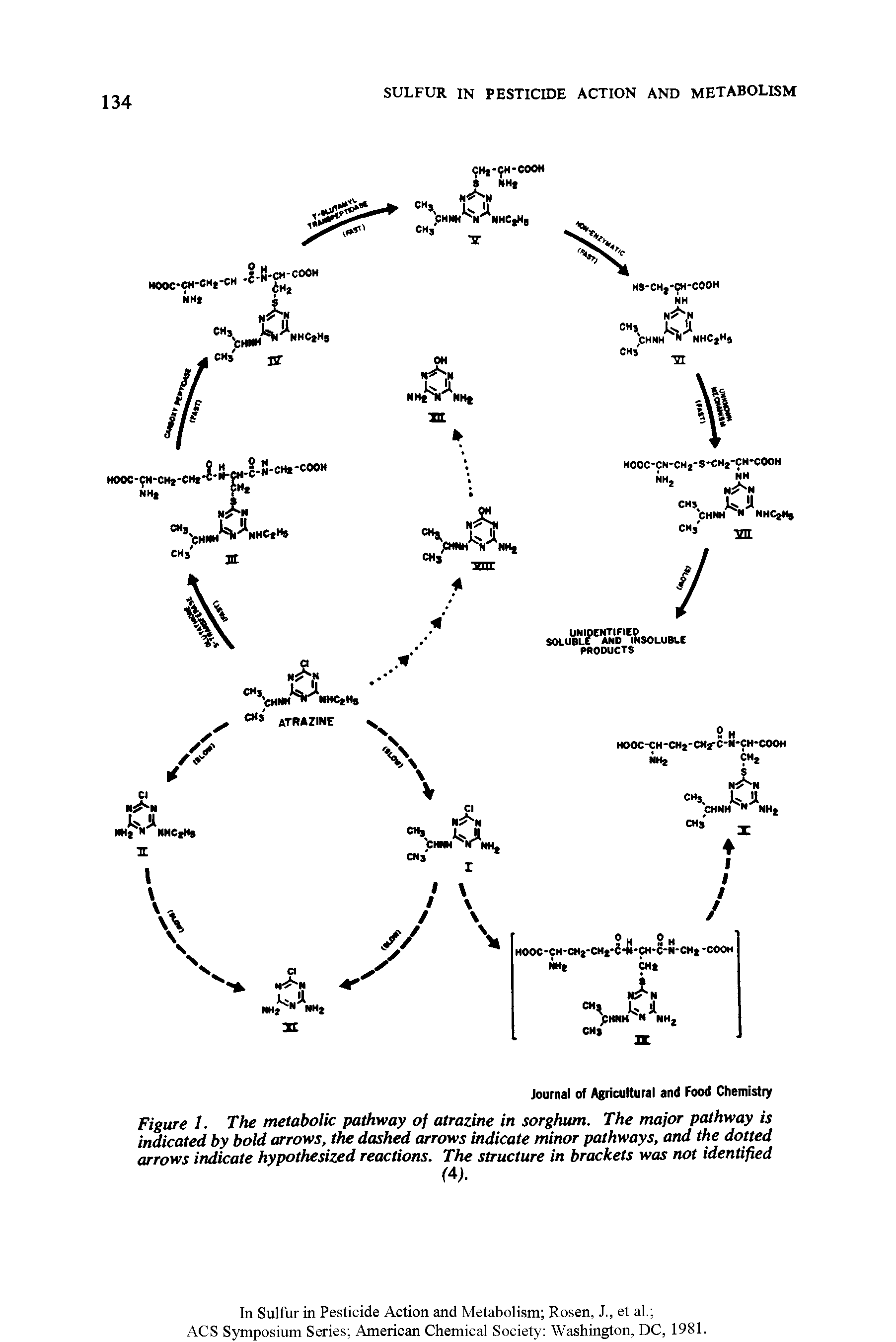 Figure 1. The metabolic pathway of atrazine in sorghum. The major pathway is indicated by bold arrows, the dashed arrows indicate minor pathways, and the dotted arrows indicate hypothesized reactions. The structure in brackets was not identified...