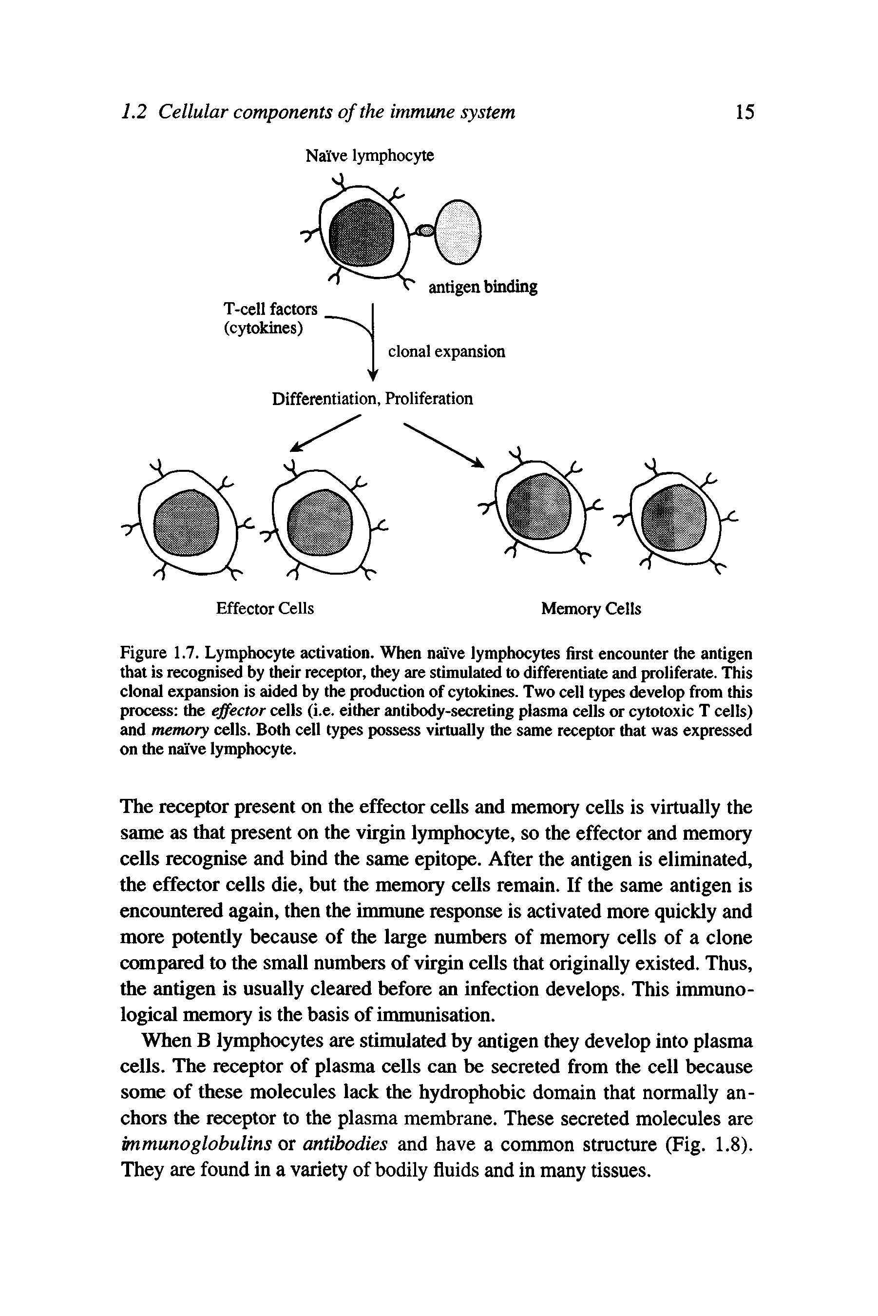 Figure 1.7. Lymphocyte activation. When naive lymphocytes first encounter the antigen that is recognised by their receptor, they are stimulated to differentiate and proliferate. This clonal expansion is aided by the production of cytokines. Two cell types develop from this process the effector cells (i.e. either antibody-secreting plasma cells or cytotoxic T cells) and memory cells. Both cell types possess virtually the same receptor that was expressed on the naive lymphocyte.