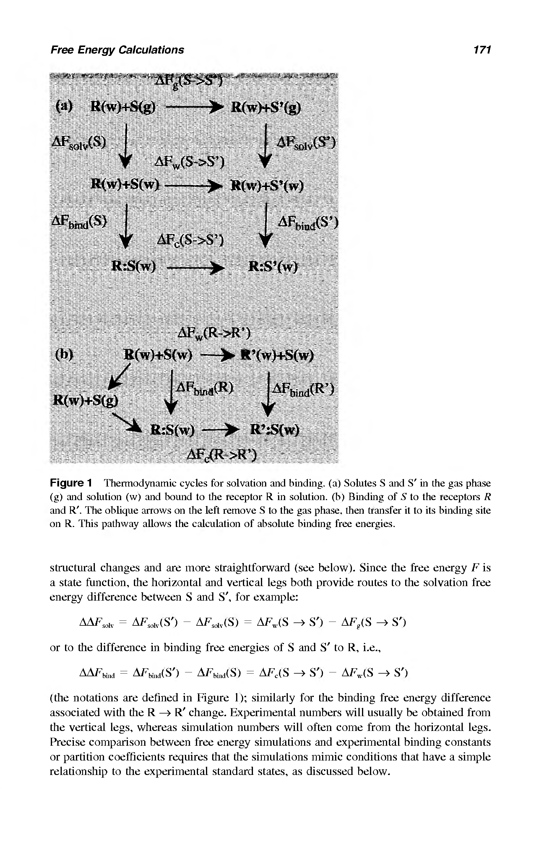 Figure 1 Thermodynamic cycles for solvation and binding, (a) Solutes S and S in the gas phase (g) and solution (w) and bound to the receptor R in solution, (b) Binding of S to the receptors R and R. The oblique arrows on the left remove S to the gas phase, then transfer it to its binding site on R. This pathway allows the calculation of absolute binding free energies.