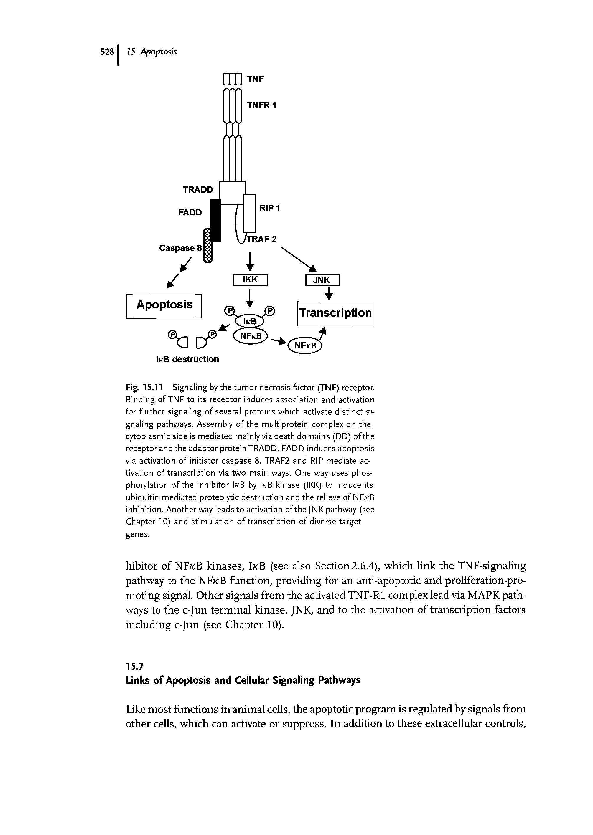 Fig. 15.11 Si gnaling by the tumor necrosis factor (TNF) receptor. Binding of TNF to its receptor induces association and activation for further signaling of several proteins which activate distinct signaling pathways. Assembly of the multiprotein complex on the cytoplasmic side is mediated mainly via death domains (DD) ofthe receptor and the adaptor protein TRADD. FADD induces apoptosis via activation of initiator caspase 8. TRAF2 and RIP mediate activation of transcription via two main ways. One way uses phosphorylation ofthe inhibitor IkB by IkB kinase (IKK) to induce its ubiquitin-mediated proteolytic destruction and the relieve ofNF cB inhibition. Another way leads to activation ofthe JNK pathway (see Chapter 10) and stimulation of transcription of diverse target genes.