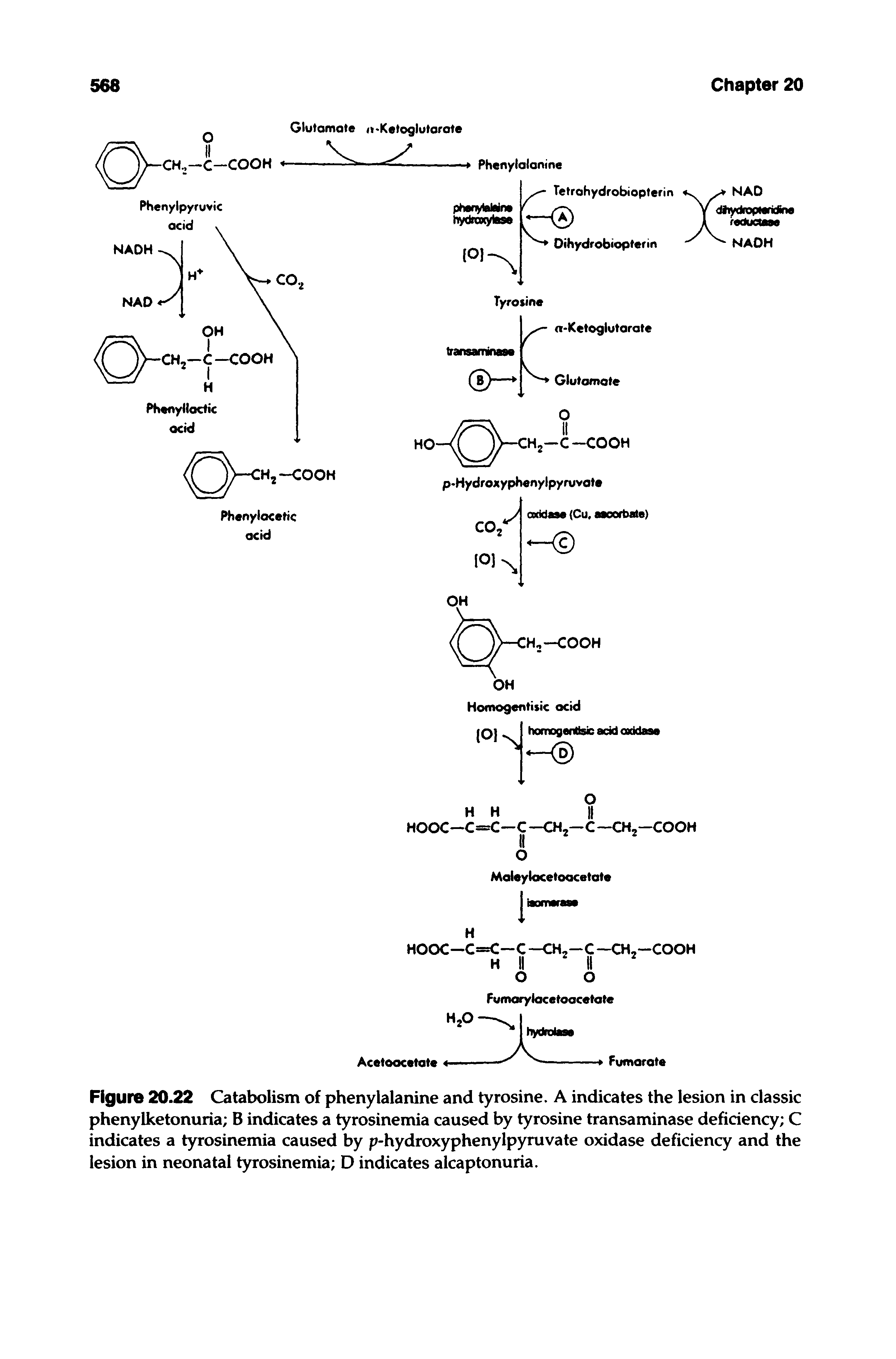 Figure 20.22 Catabolism of phenylalanine and tyrosine. A indicates the lesion in classic phenylketonuria B indicates a tyrosinemia caused by tyrosine transaminase deficiency C indicates a tyrosinemia caused by p-hydroxyphenylpyruvate oxidase deficiency and the lesion in neonatal tyrosinemia D indicates alcaptonuria.