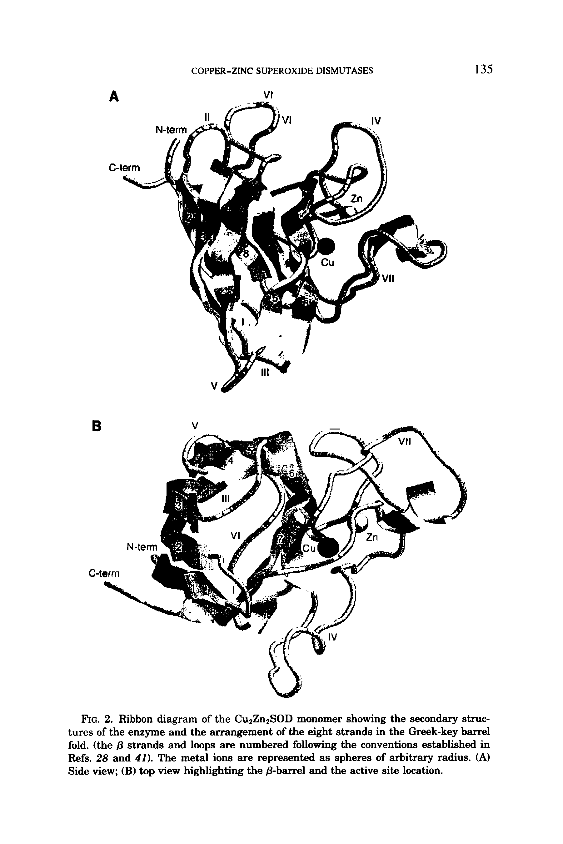 Fig. 2. Ribbon diagram of the Cu2Zn2SOD monomer showing the secondary structures of the enzyme and the arrangement of the eight strands in the Greek-key barrel fold, (the P strands and loops are numbered following the conventions established in Refs. 28 and 41). The metal ions are represented as spheres of arbitrary radius. (A) Side view (B) top view highlighting the /3-barrel and the active site location.