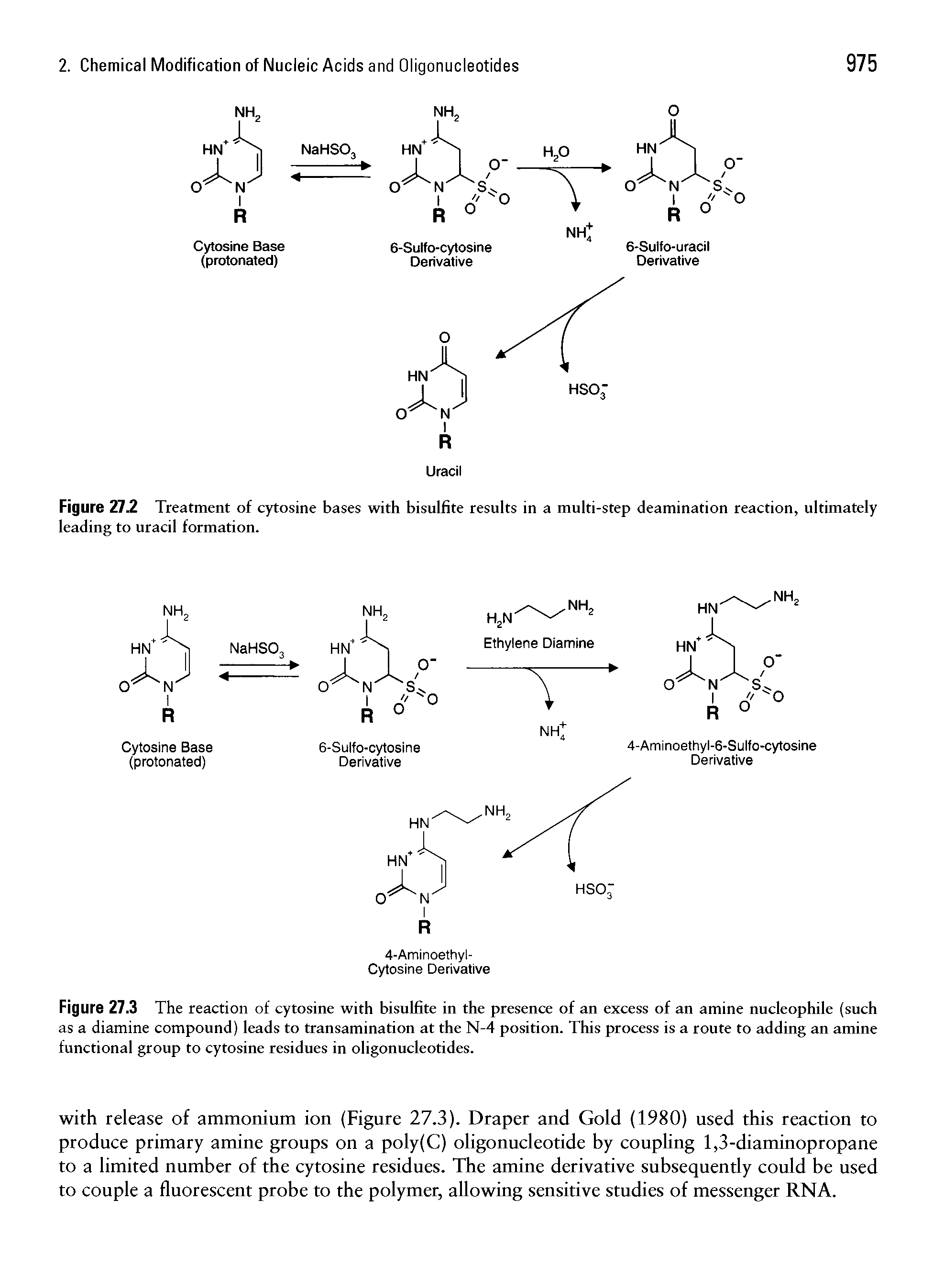 Figure 27.3 The reaction of cytosine with bisulfite in the presence of an excess of an amine nucleophile (such as a diamine compound) leads to transamination at the N-4 position. This process is a route to adding an amine functional group to cytosine residues in oligonucleotides.
