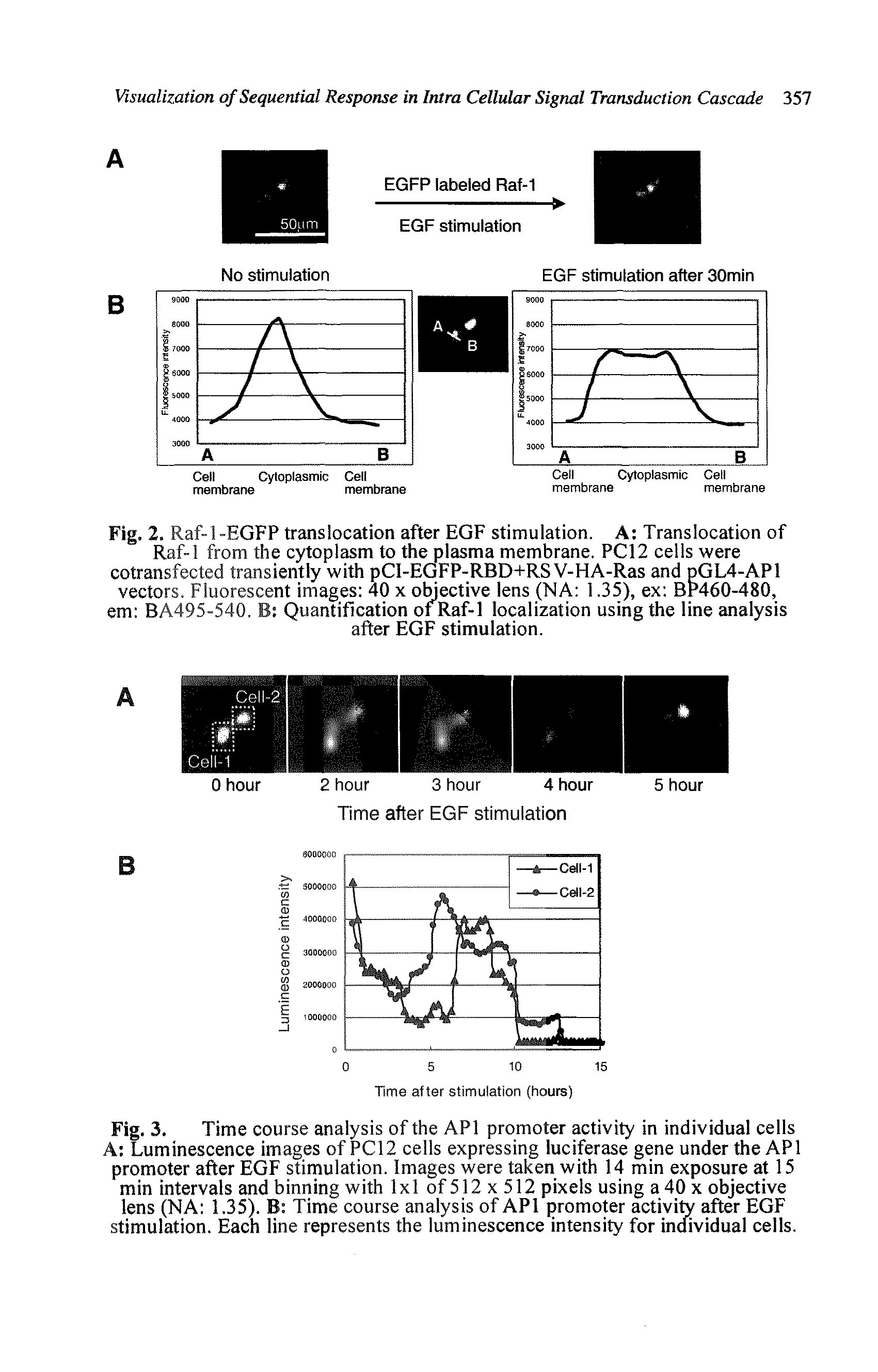 Fig. 3. Time course analysis of the API promoter activity in individual cells A Luminescence images of PC12 cells expressing luciferase gene under the API promoter after EGF stimulation. Images were taken with 14 min exposure at 15 min intervals and binning with lxl of 512 x 512 pixels using a 40 x objective lens (NA 1.35). B Time course analysis of API promoter activity after EGF stimulation. Each line represents the luminescence intensity for individual cells.