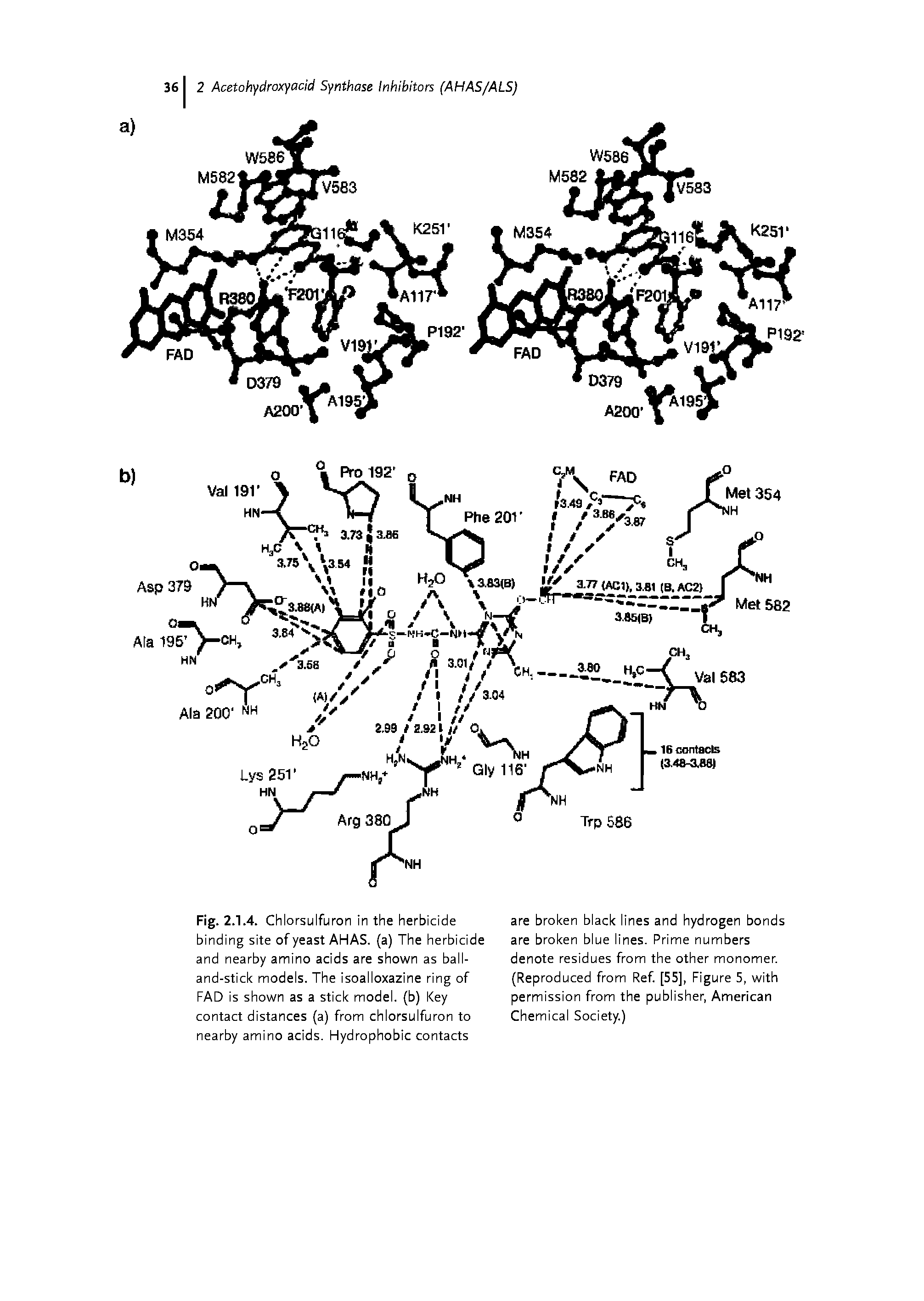 Fig. 2.1.4. Chlorsulfuron in the herbicide binding site of yeast AHAS. (a) The herbicide and nearby amino acids are shown as ball-and-stick models. The isoalloxazine ring of FAD is shown as a stick model, (b) Key contact distances (a) from chlorsulfuron to nearby amino acids. Hydrophobic contacts...
