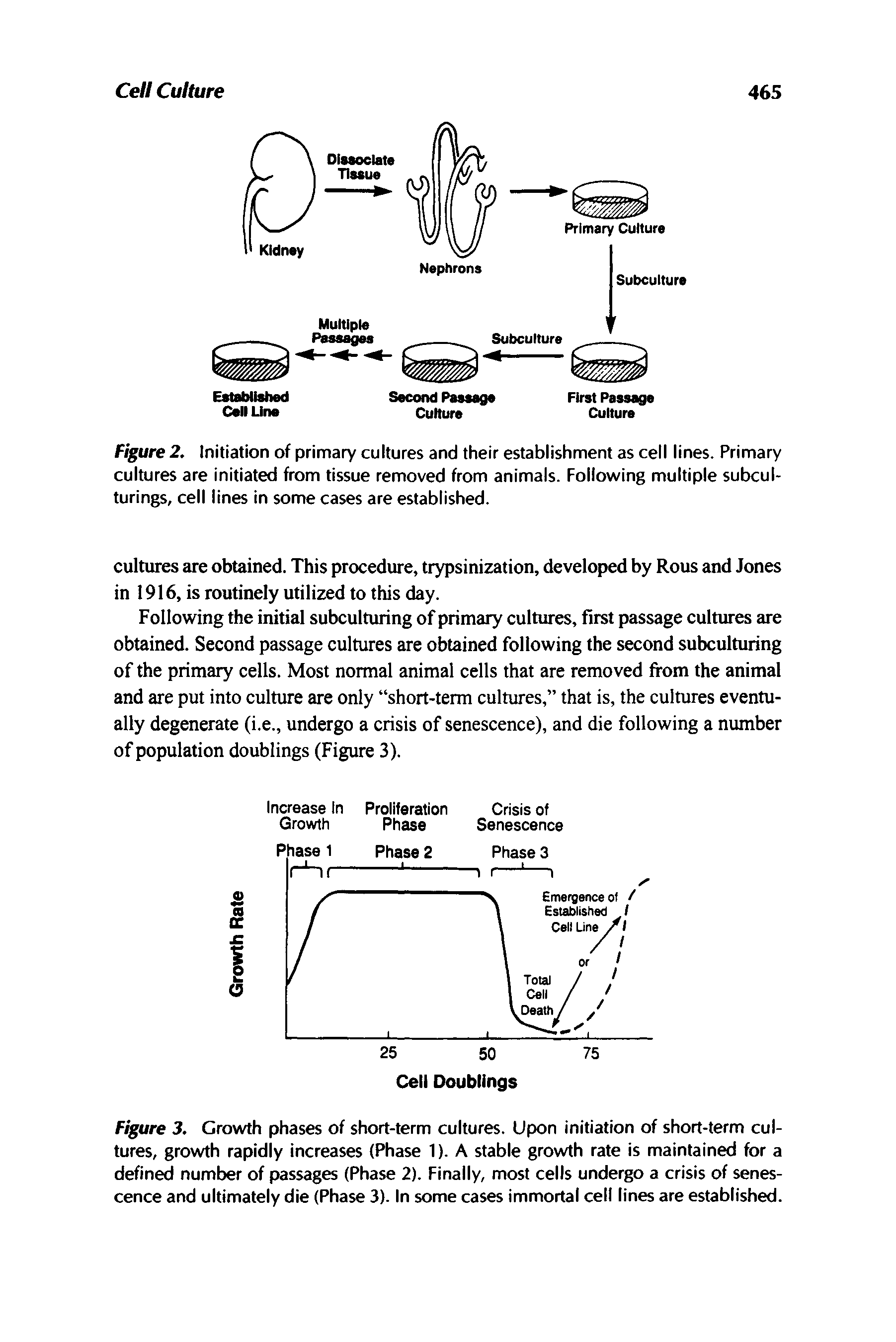 Figure 3. Growth phases of short-term cultures. Upon initiation of short-term cultures, growth rapidly increases (Phase 1). A stable growth rate is maintained for a defined number of passages (Phase 2). Finally, most cells undergo a crisis of senescence and ultimately die (Phase 3). In some cases immortal cell lines are established.