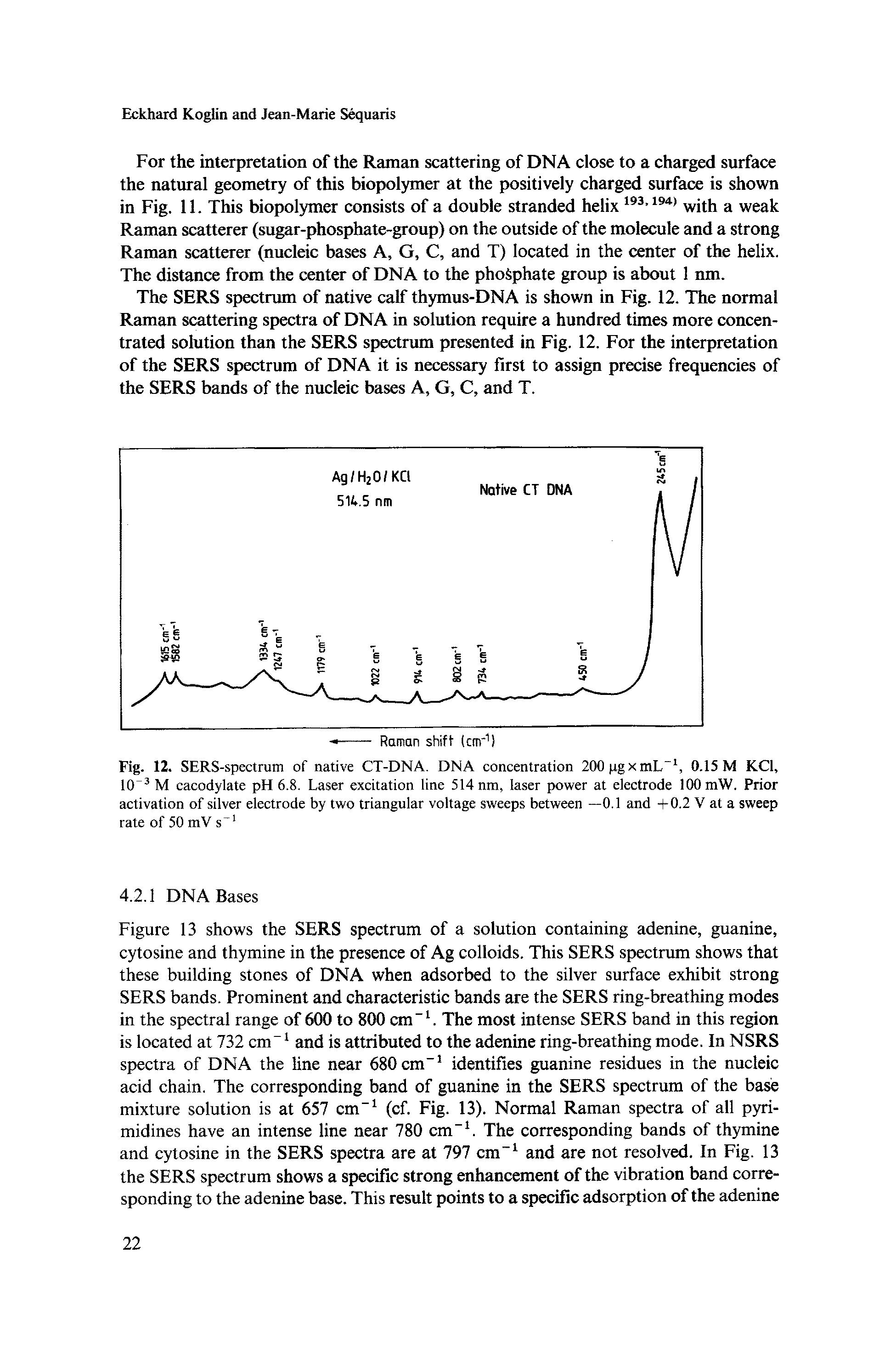 Fig. 12. SERS-spectrum of native CT-DNA. DNA concentration 200 pgxmL, 0.15 M KCl, 10 M cacodylate pH 6.8. Laser excitation line 514 nm, laser power at electrode 100 mW. Prior activation of silver electrode by two triangular voltage sweeps between —0.1 and +0.2 V at a sweep rate of 50 mV s ...